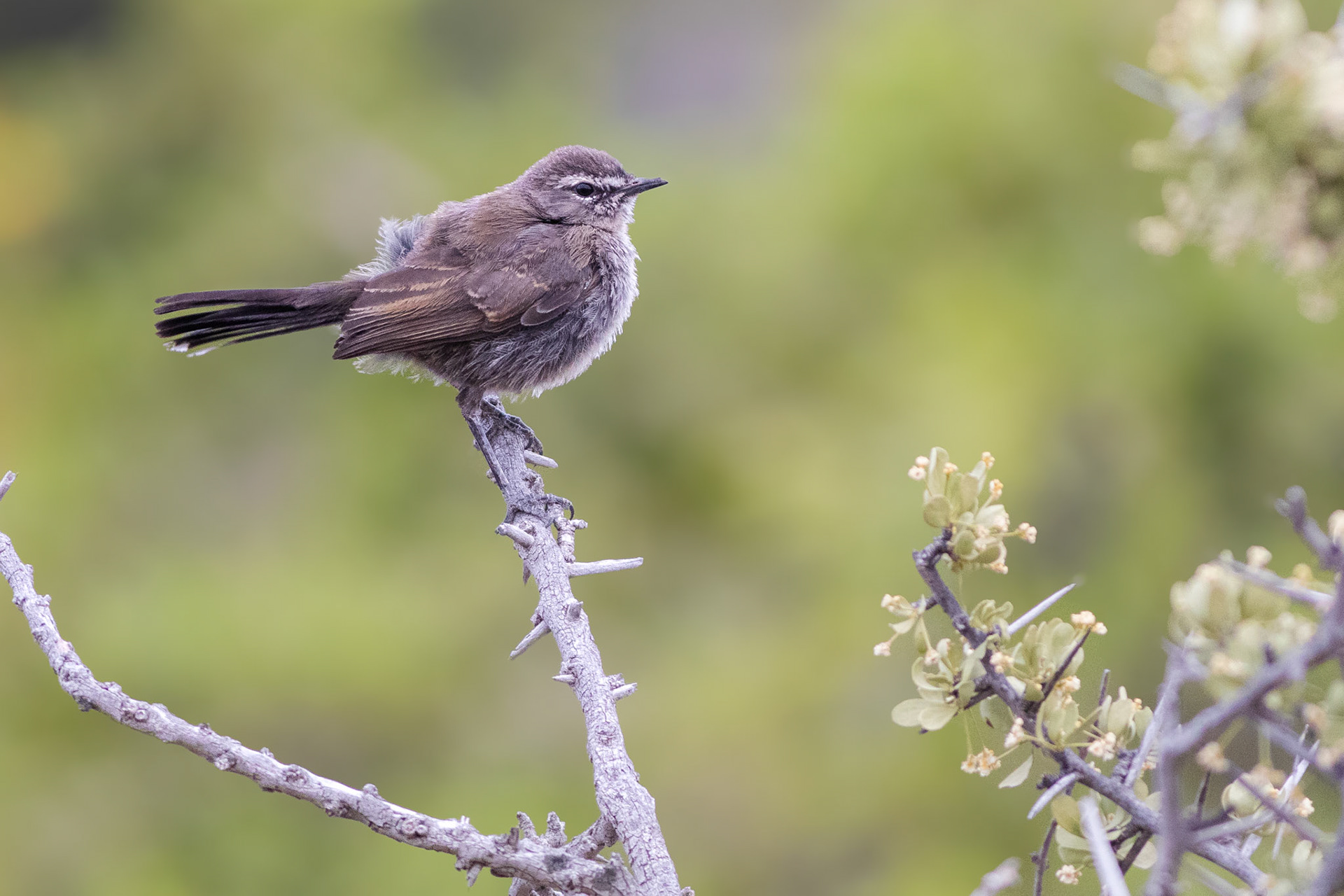 Karoo Scrub Robin (Karoo National Park)
