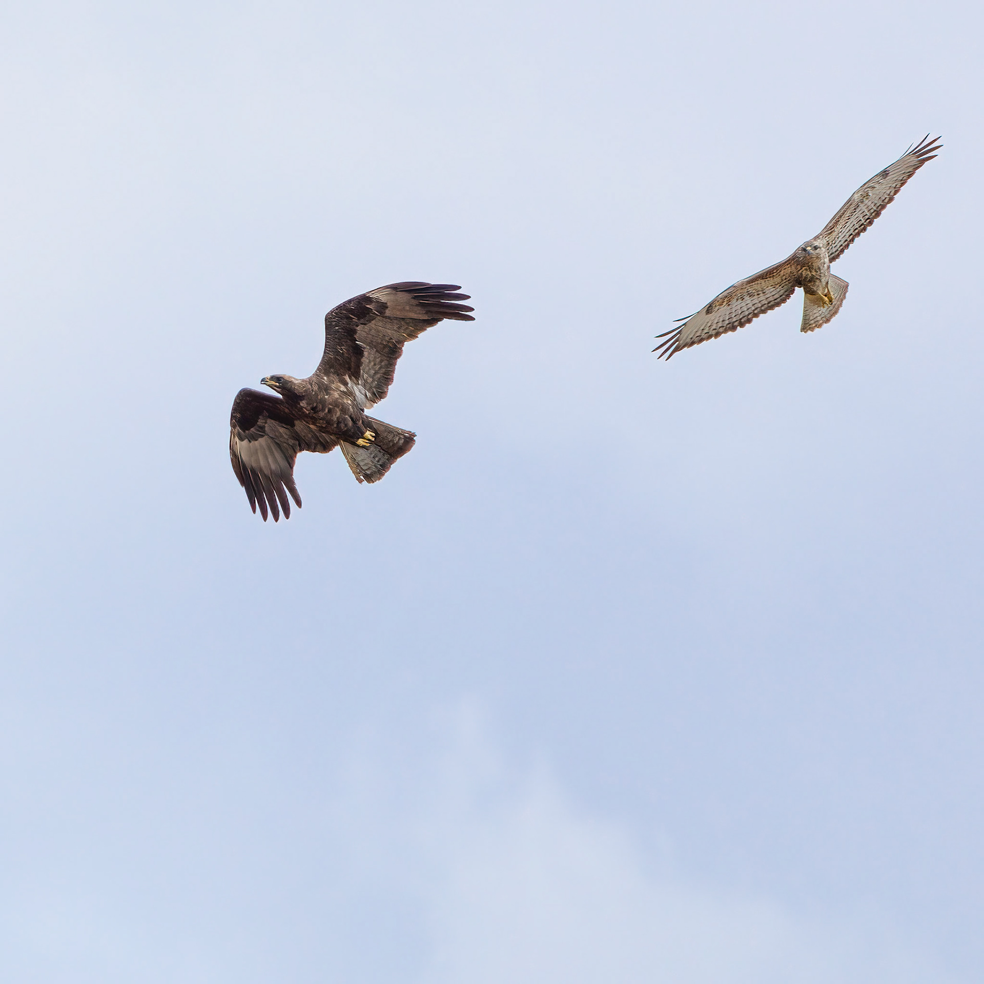 Wahlberg's Eagle (Lalibela Kalahari Reserve, North West)