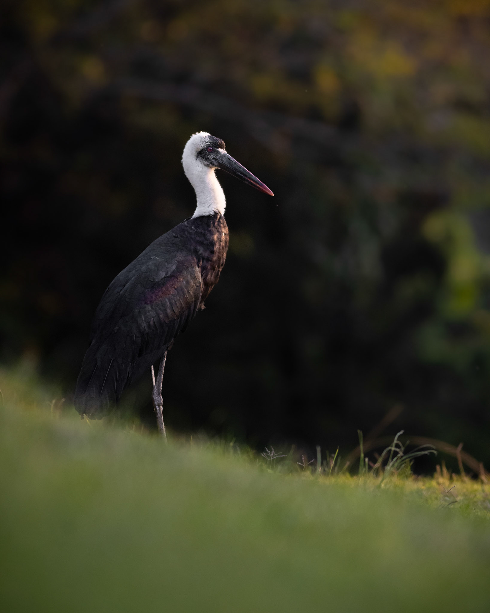 Woolly-necked Stork (Stanger, Kwa-Zulu Natal)