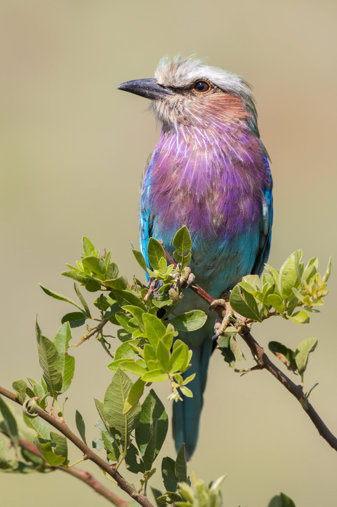 Lilac-breasted Roller (Pilanesberg National Park)