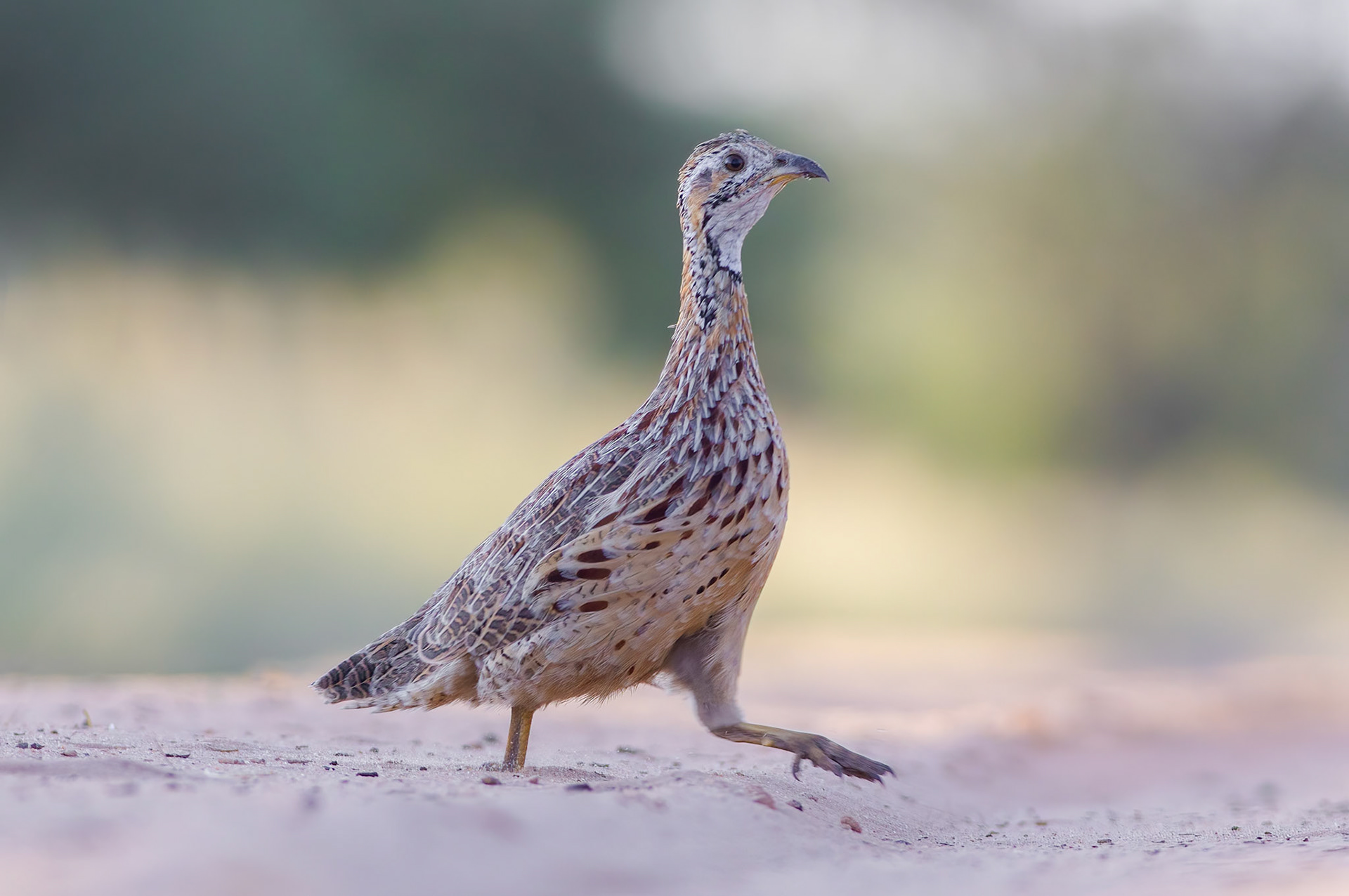 Orange River Francolin (Lalibela Kalahari Reserve, North West)