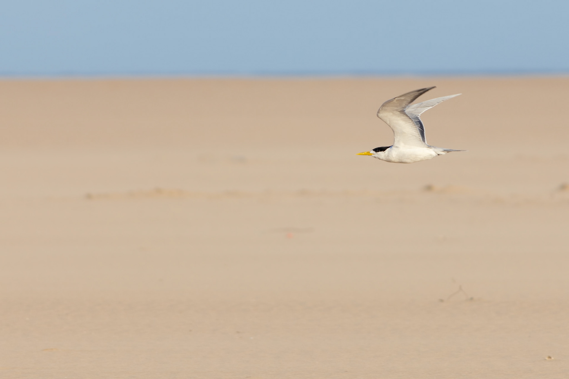 Greater Crested Tern (St Lucia, Kwa-Zulu Natal)
