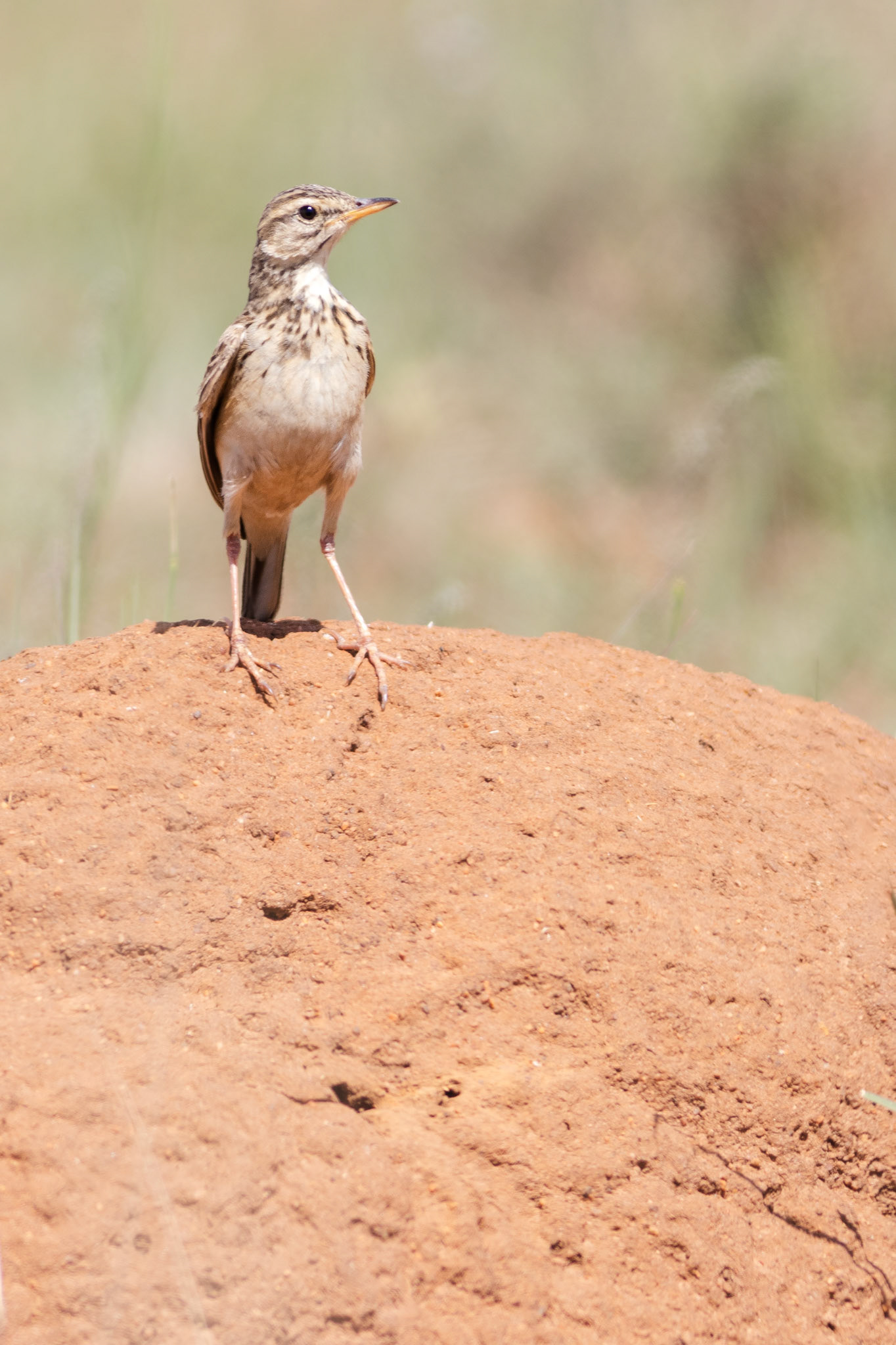 African Pipit (Ezemvelo Nature Reserve, Gauteng)