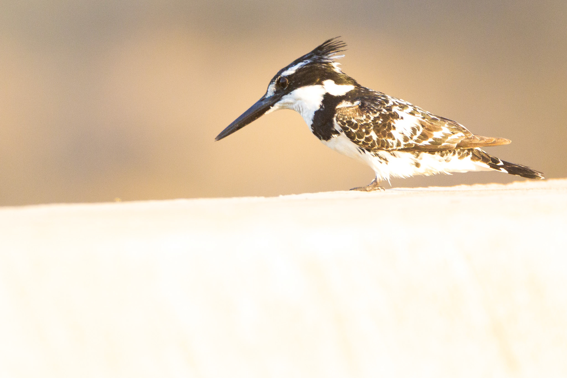 Pied Kingfisher (Kruger National Park)