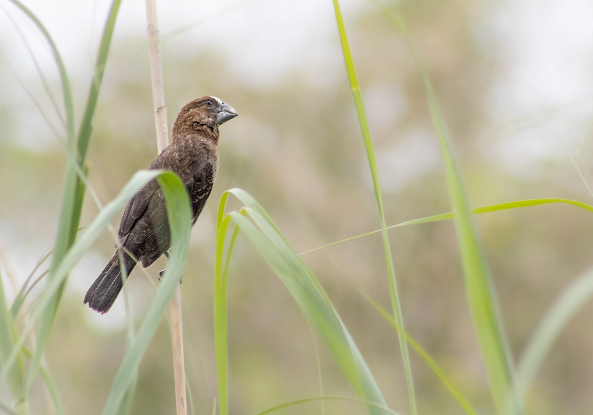 Thick-billed Weaver (Johannesburg, Gauteng)