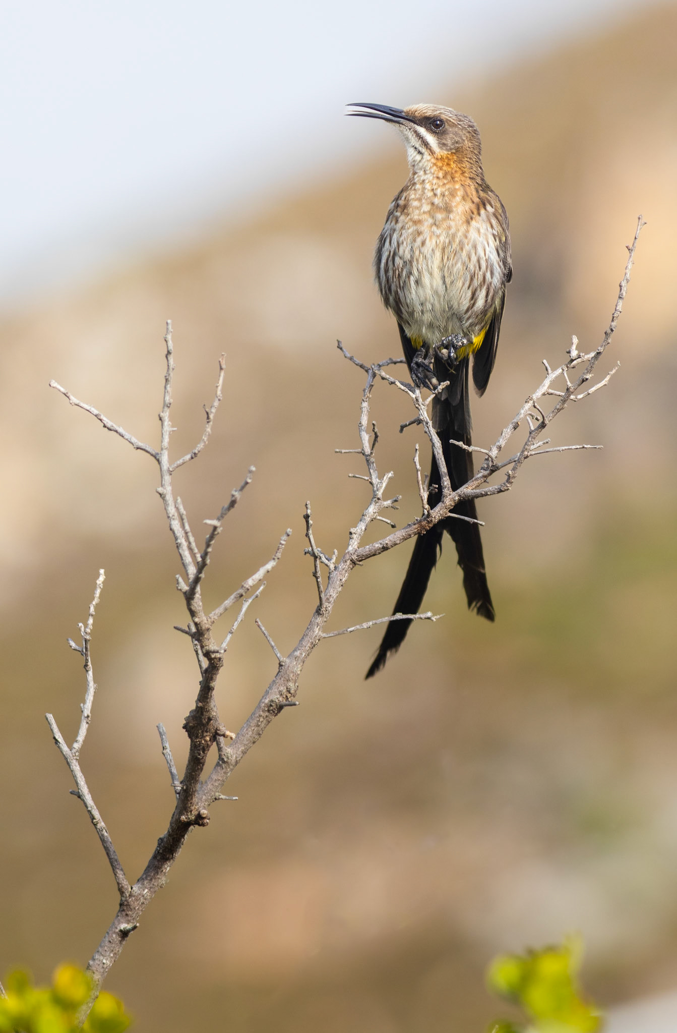 Cape Sugarbird (Rooi-Els, Western Cape)