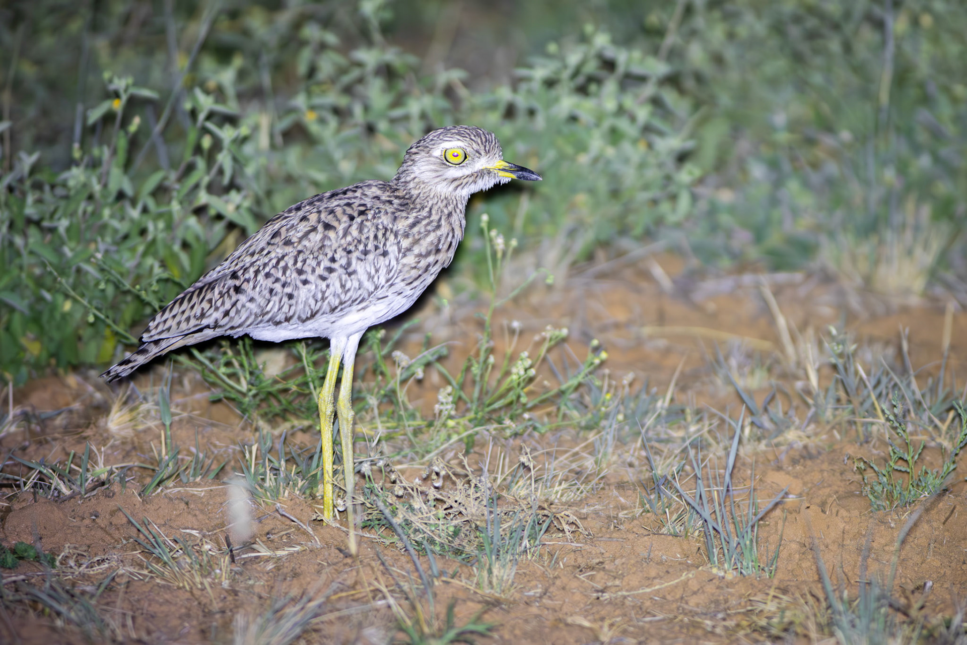 Spotted Thick-Knee (Lalibela Kalahari Reserve, North West)