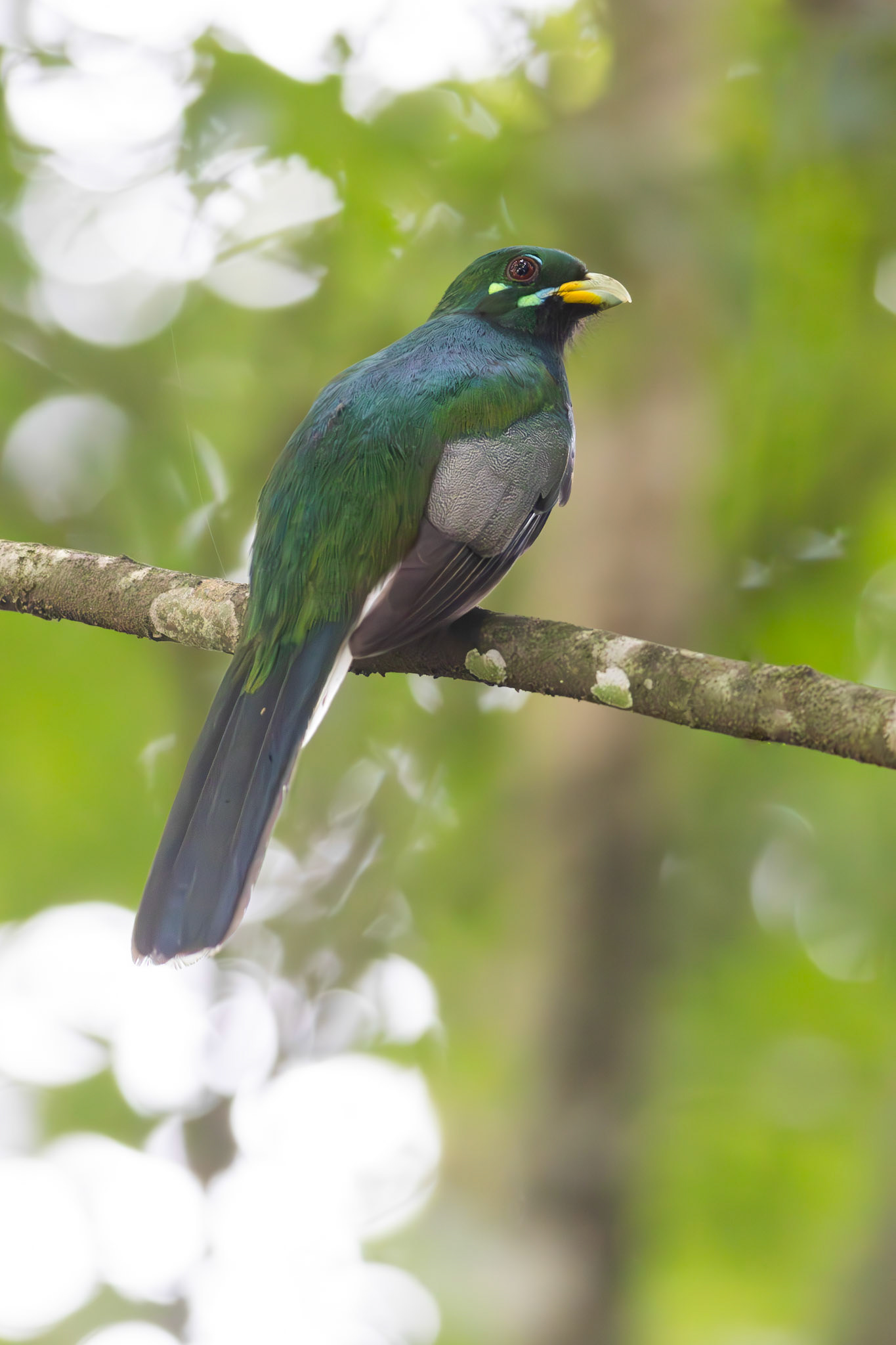 Narina Trogon (Eshowe, Kwa-Zulu Natal)