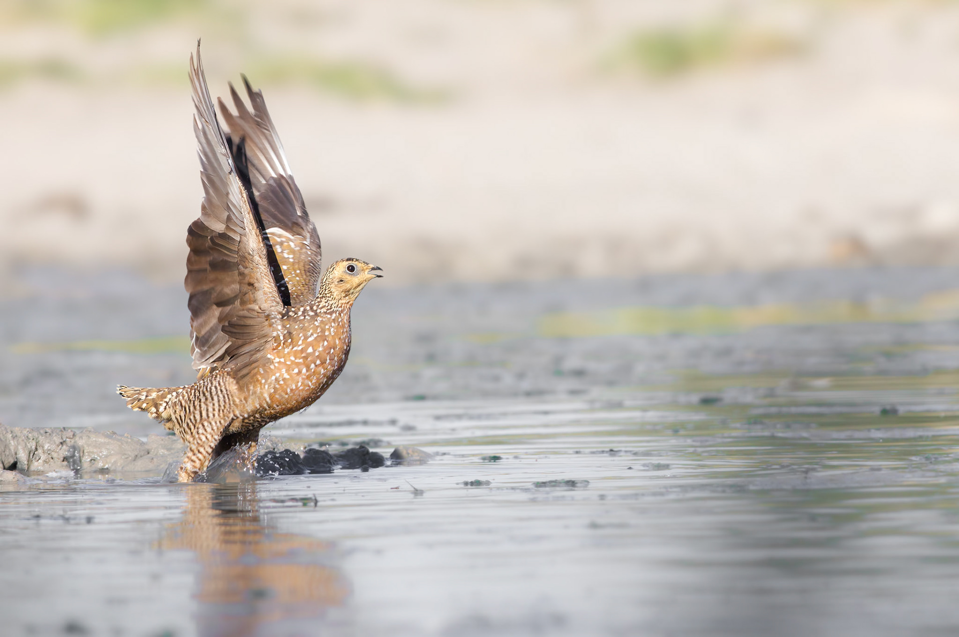 Burchell's Sandgrouse (Lalibela Kalahari Reserve, North West)