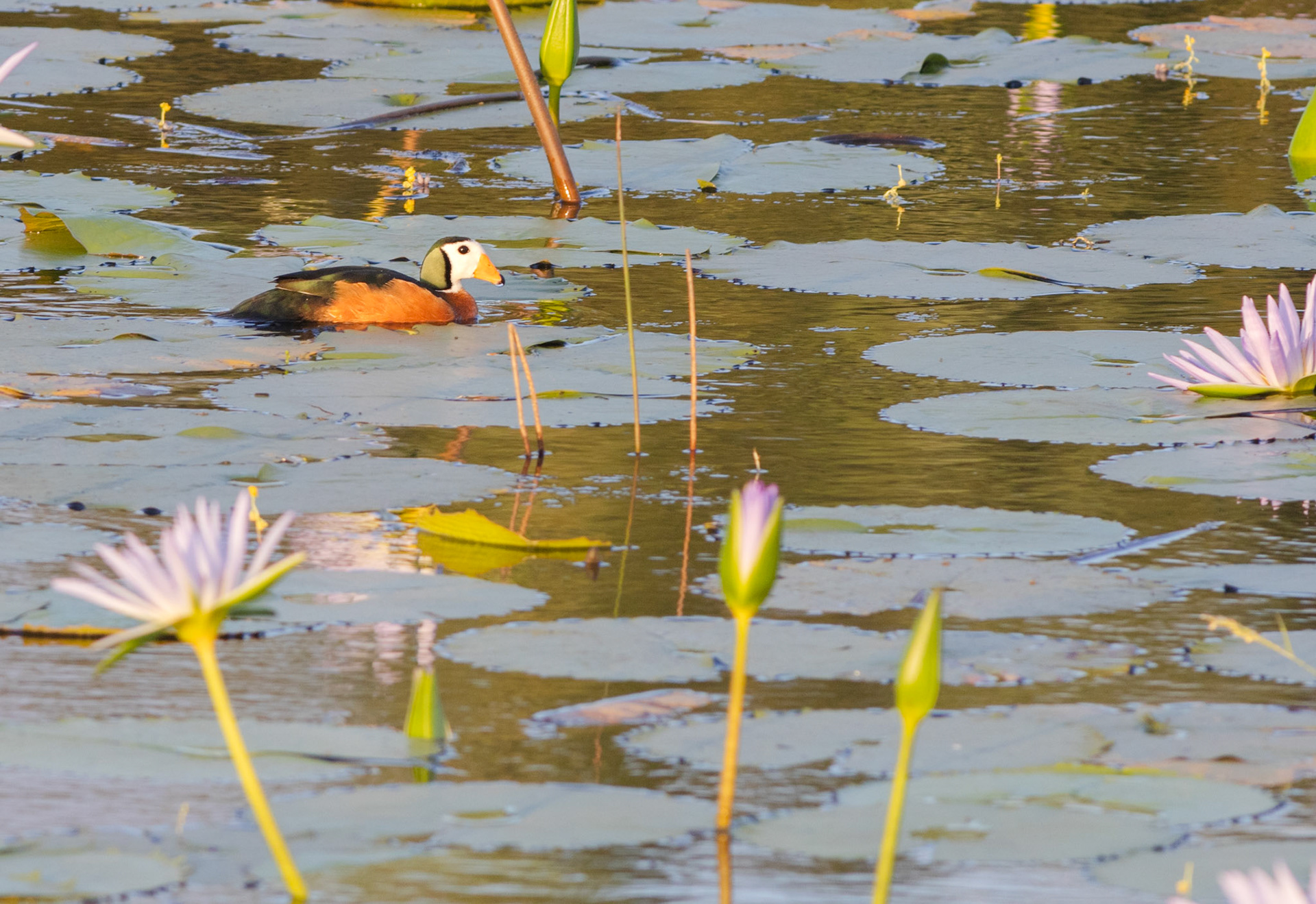 African Pygmy Goose (Isimangaliso Wetland Park, Kwa-Zulu Natal)
