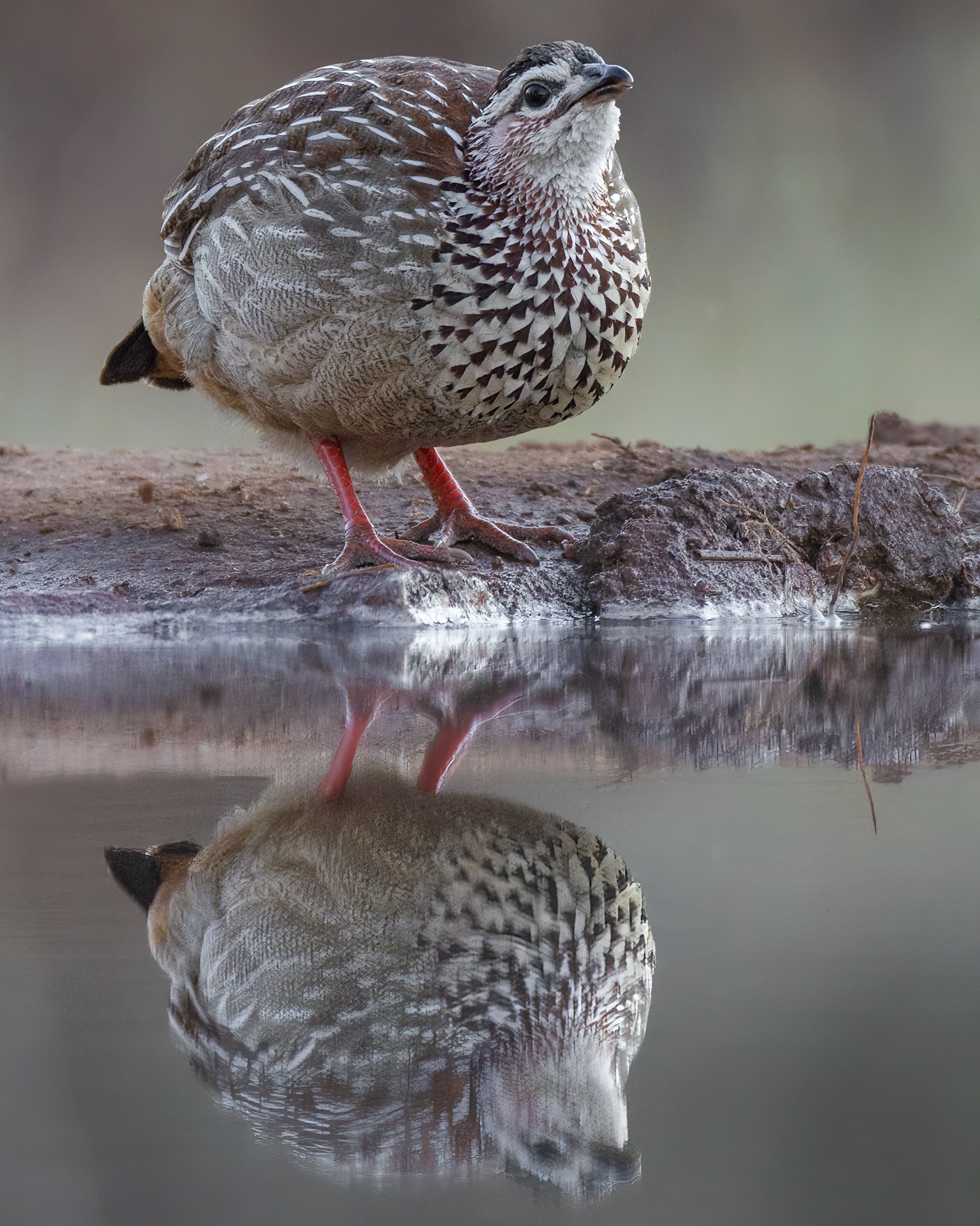 Crested Francolin (Antares Bush Camp, Greater Kruger) 