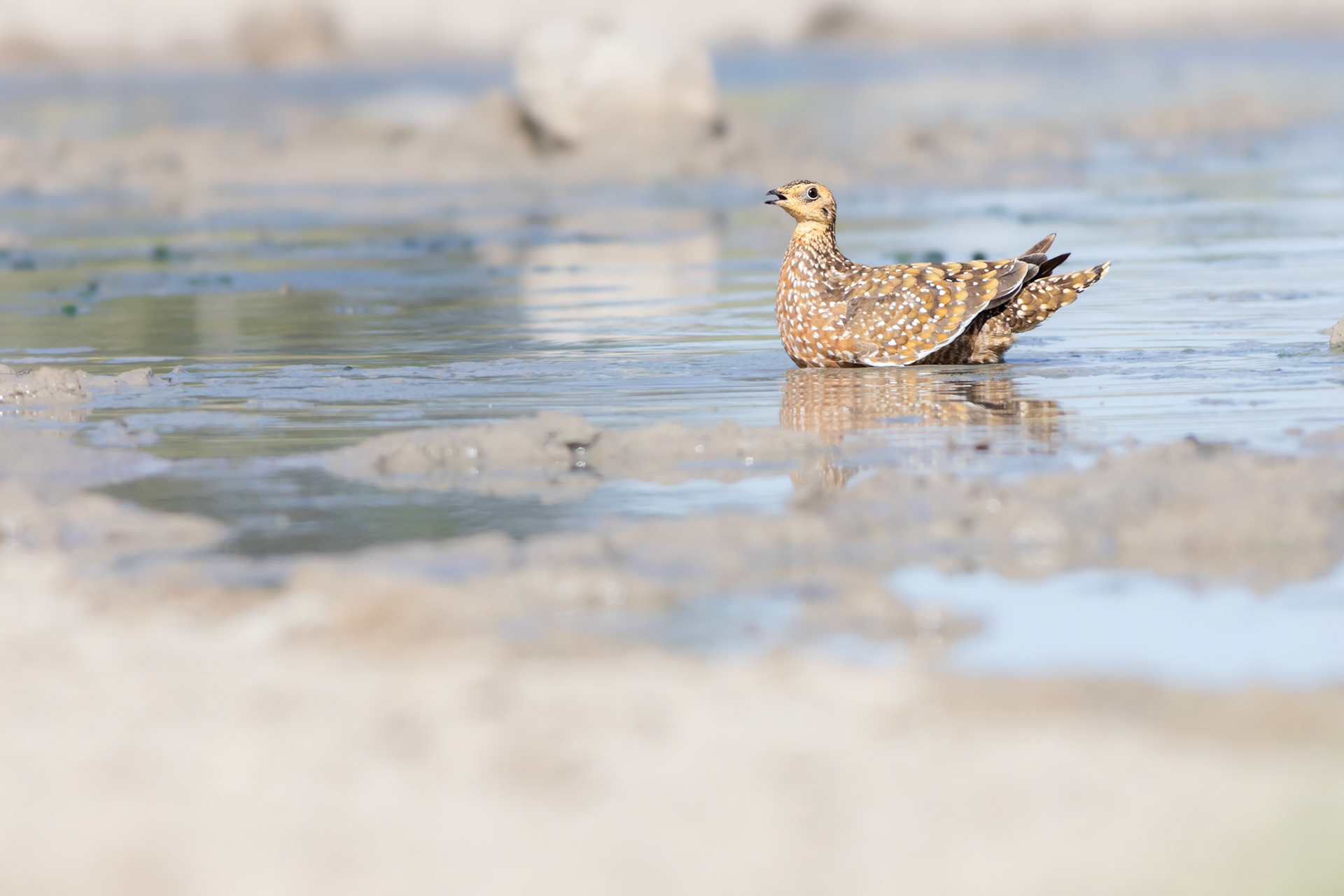 Burchell's Sandgrouse (Lalibela Kalahari Reserve, North West)