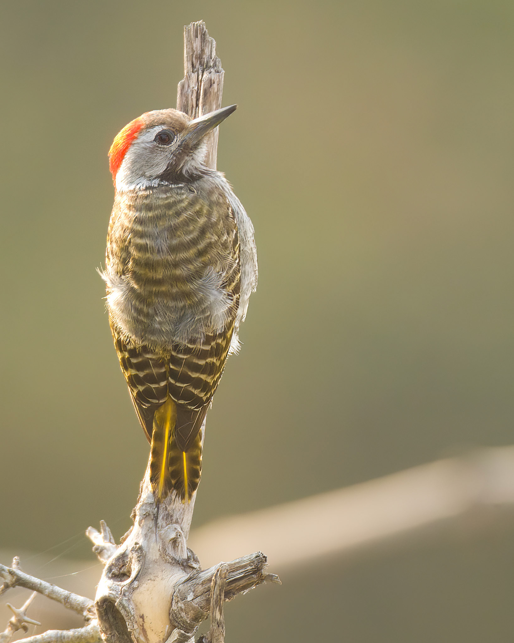 Cardinal Woodpecker (Kruger National Park)