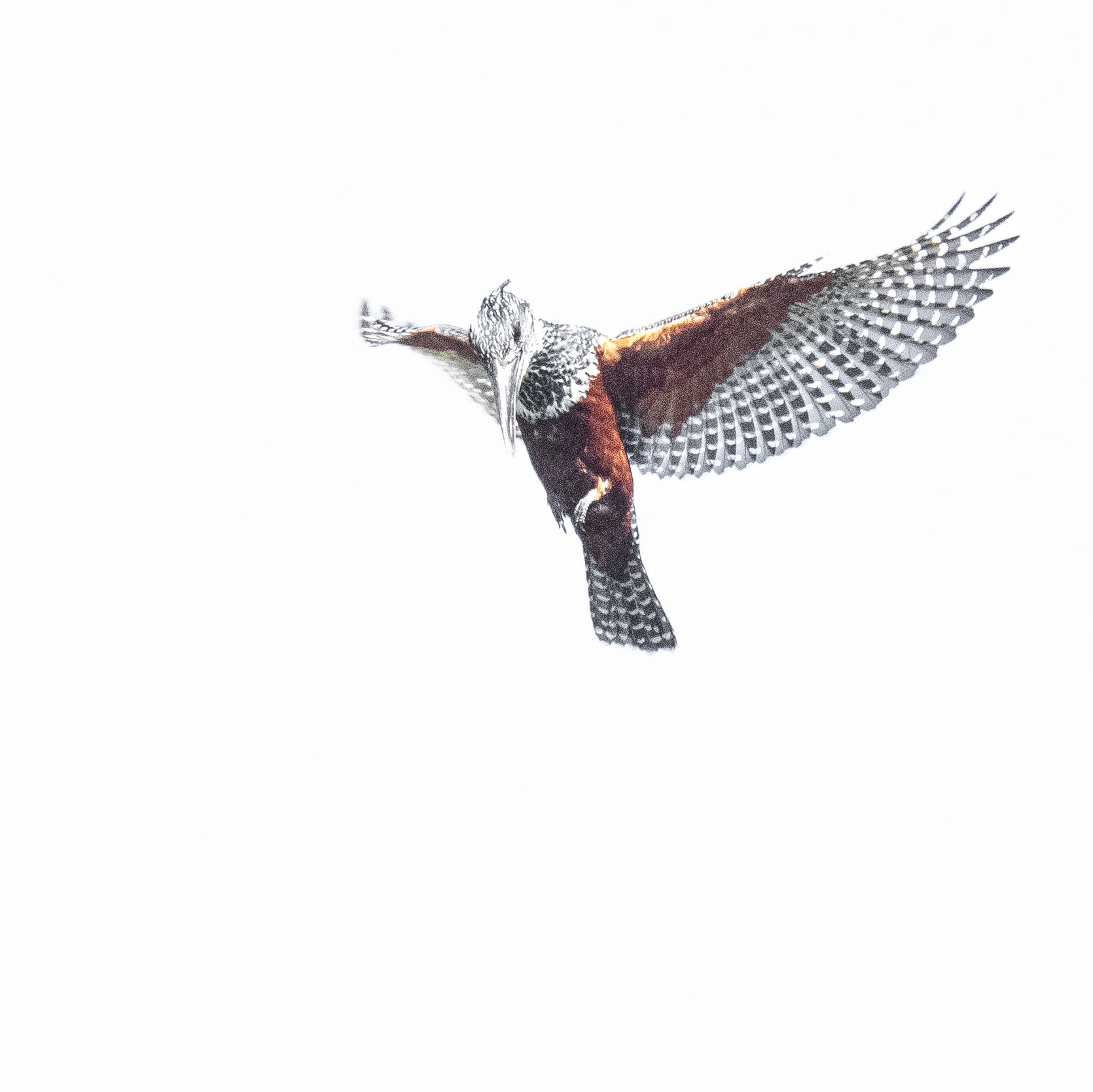 Giant Kingfisher (Walter Sisulu Botanical Gardens, Gautneg)