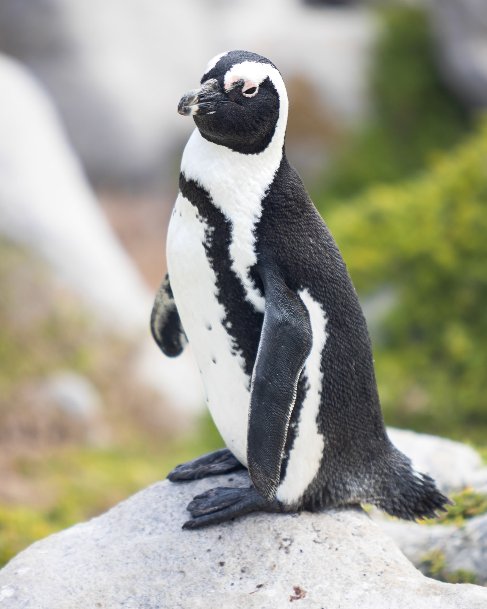 African Penguin (Betty's Bay, Western Cape)