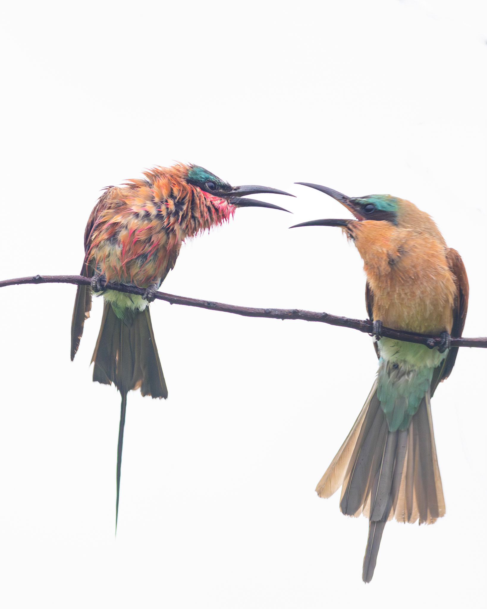 Southern Carmine Bee-eater (Kruger National Park)