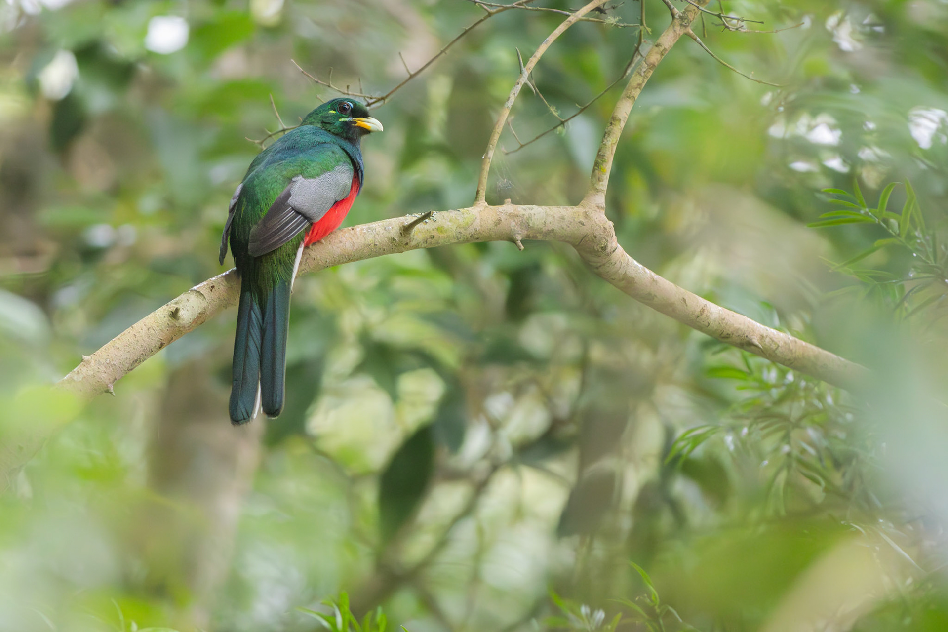 Narina Trogon (Wilderness National Park)