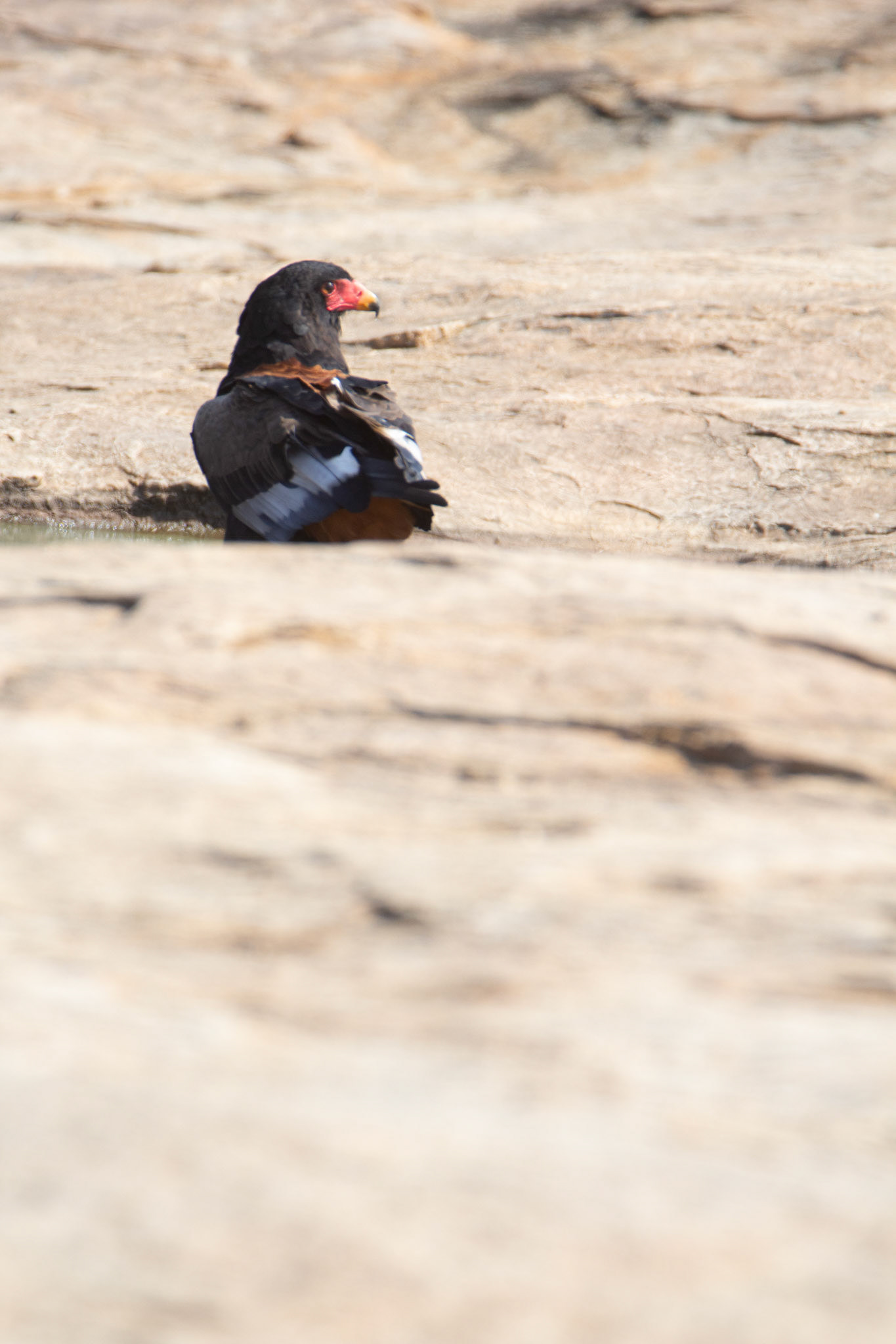 Bateleur (Kruger National Park)