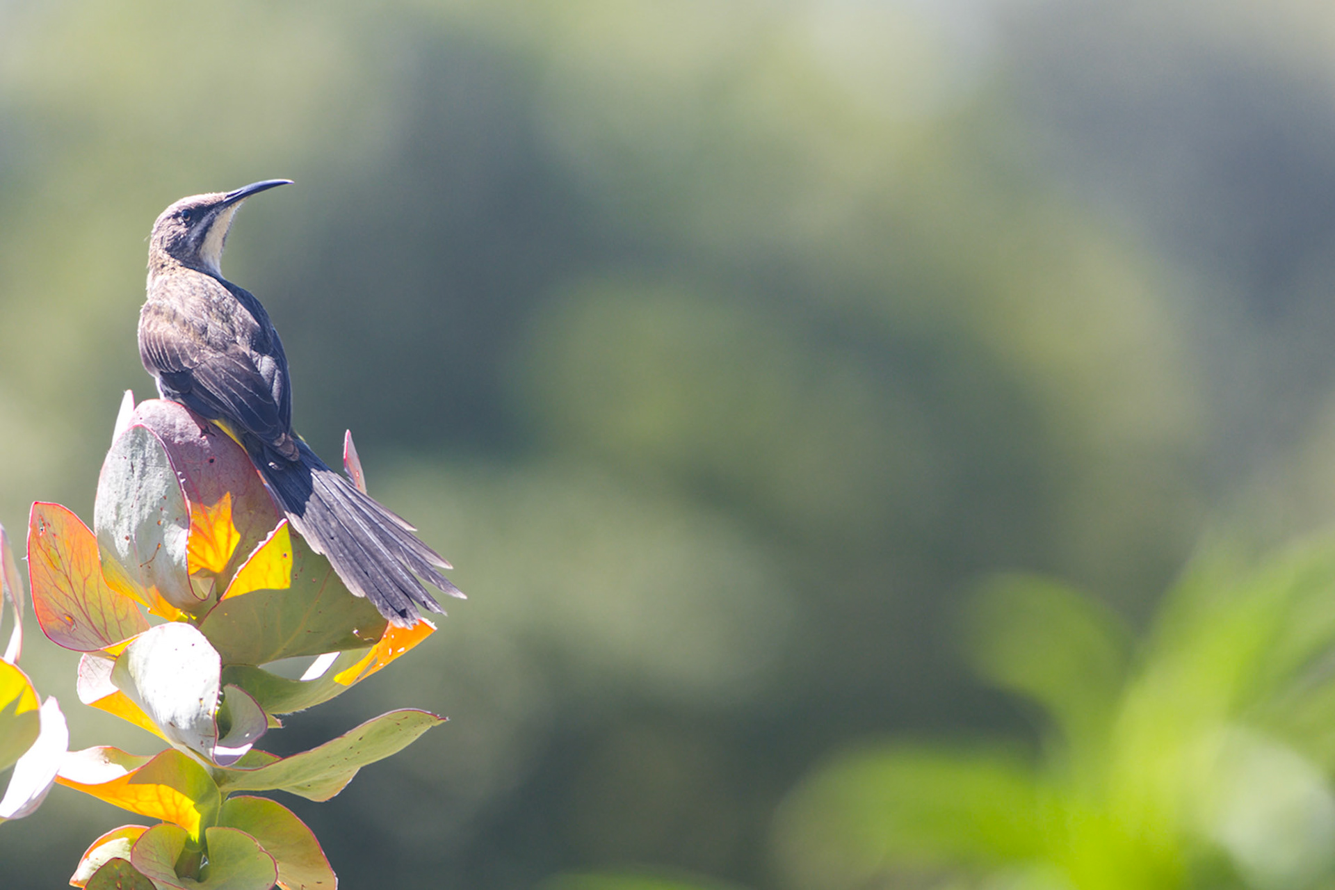 Cape Sugarbird (Kirstenbosch National Botanical Gardens, Western Cape)