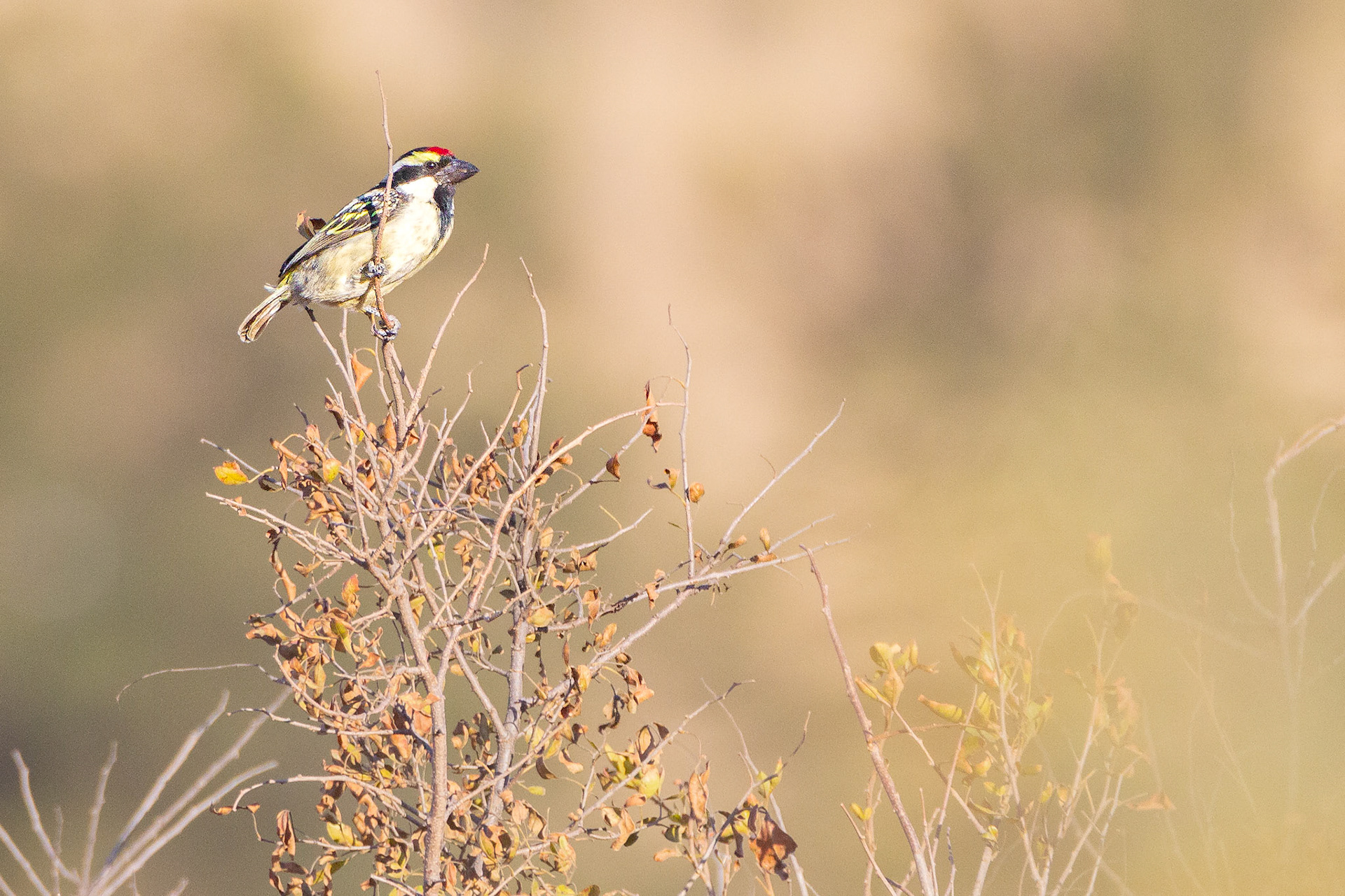 Acacia Pied Barbet (Suikerbosrand Nature Reserve, Gauteng)