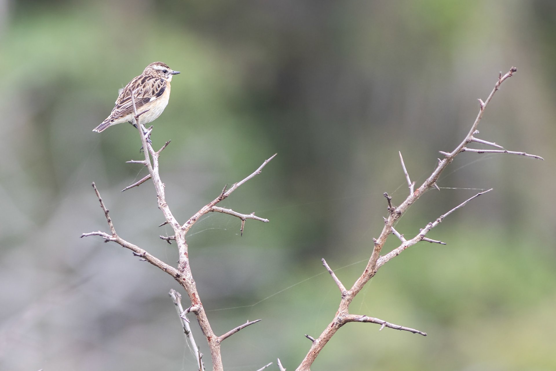 Whinchat (Isimangaliso Wetland Park, Kwa-Zulu Natal)