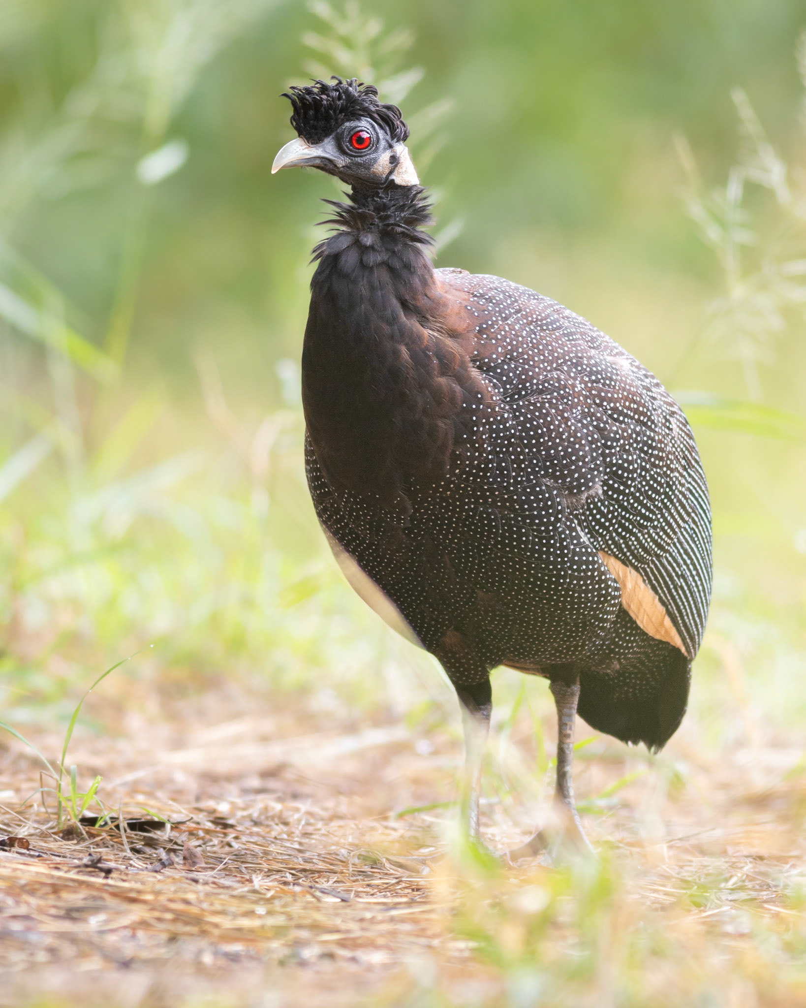 Southern Crested Guineafowl (Punda Maria, Kruger National Park)