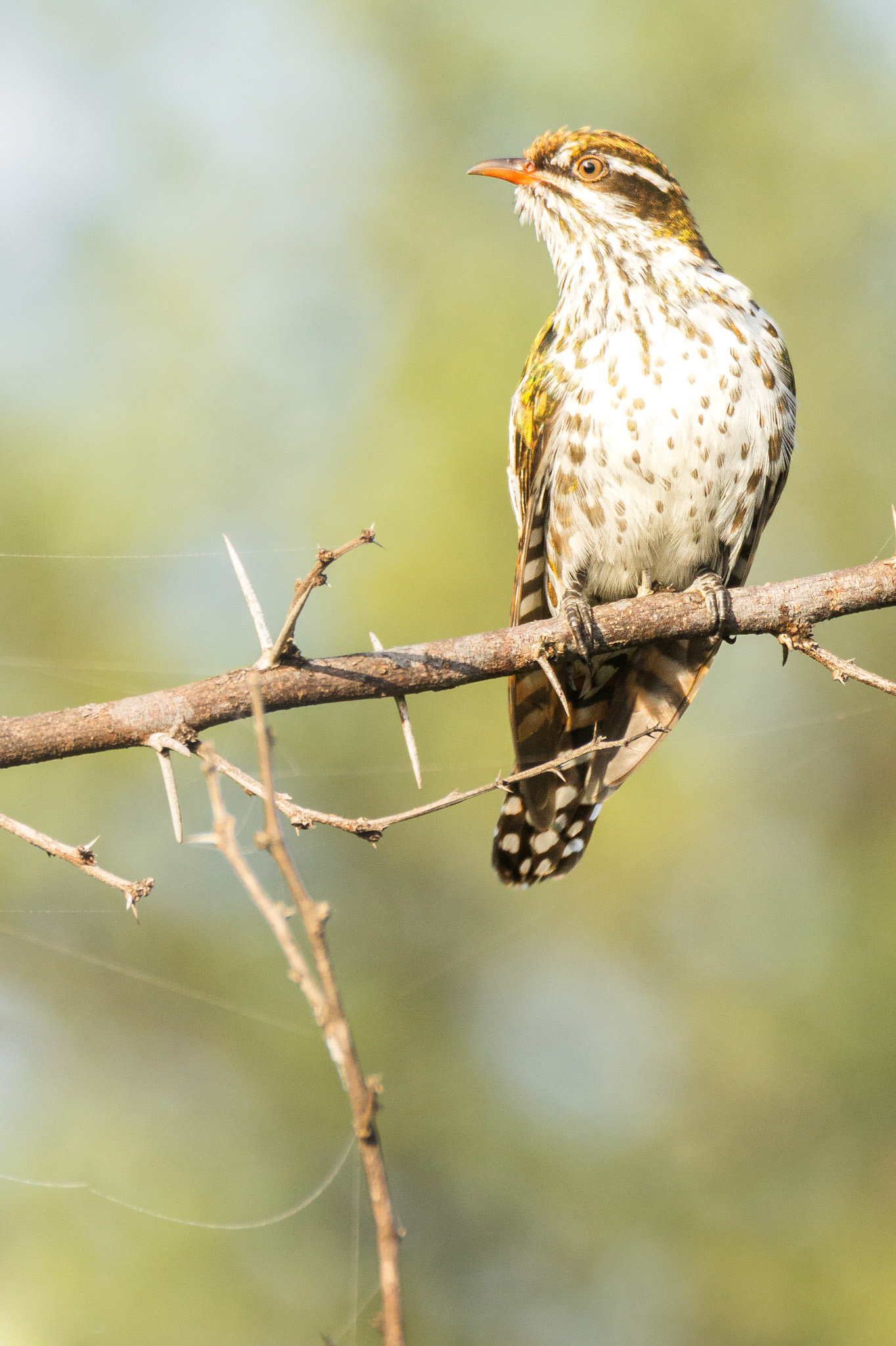 Diederick Cuckoo (Zaagkuilsdrift Road, Limpopo)