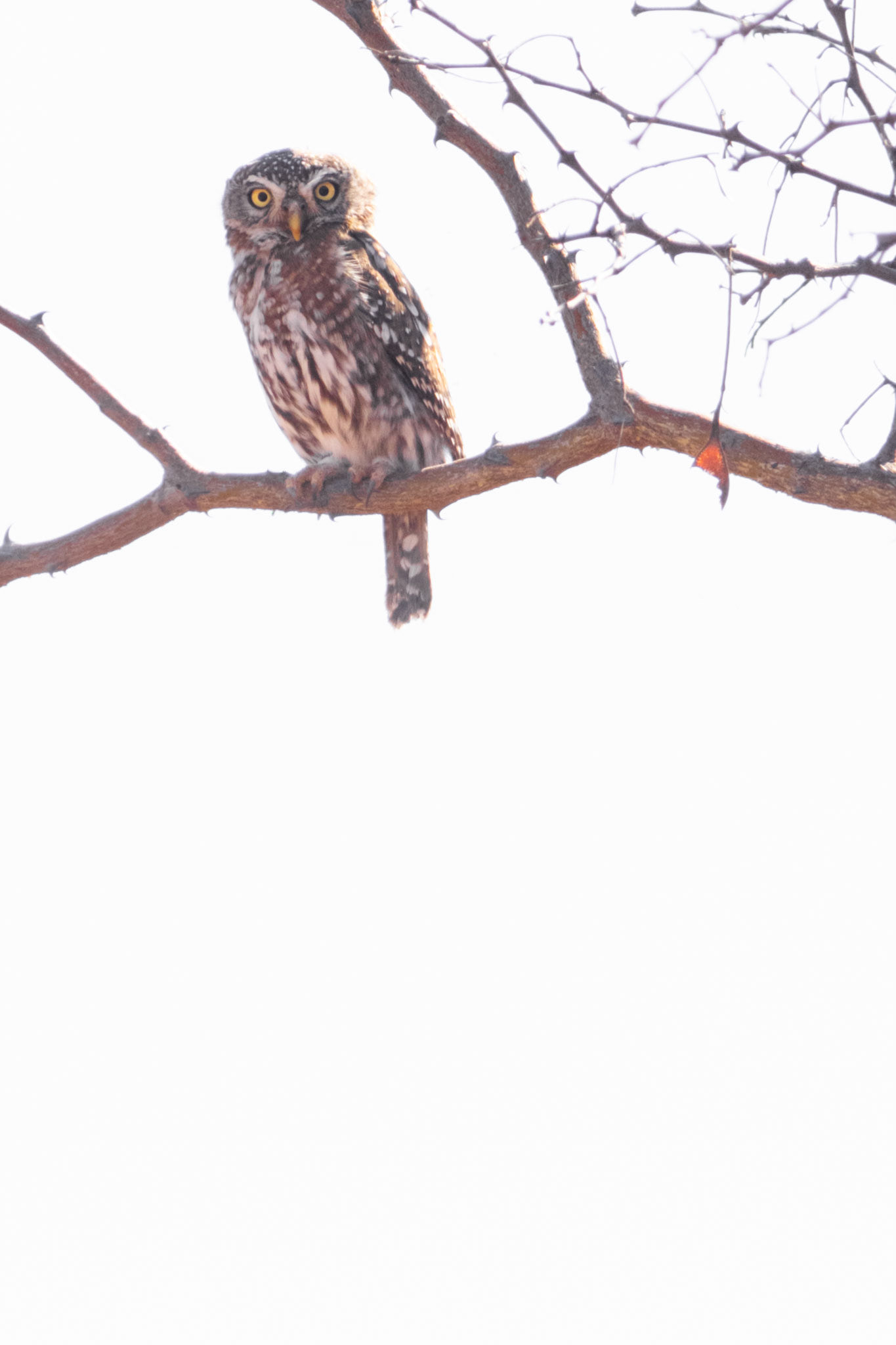 Pearl-spotted Owlet (Tumbeta Private Game Reserve, Limpopo)