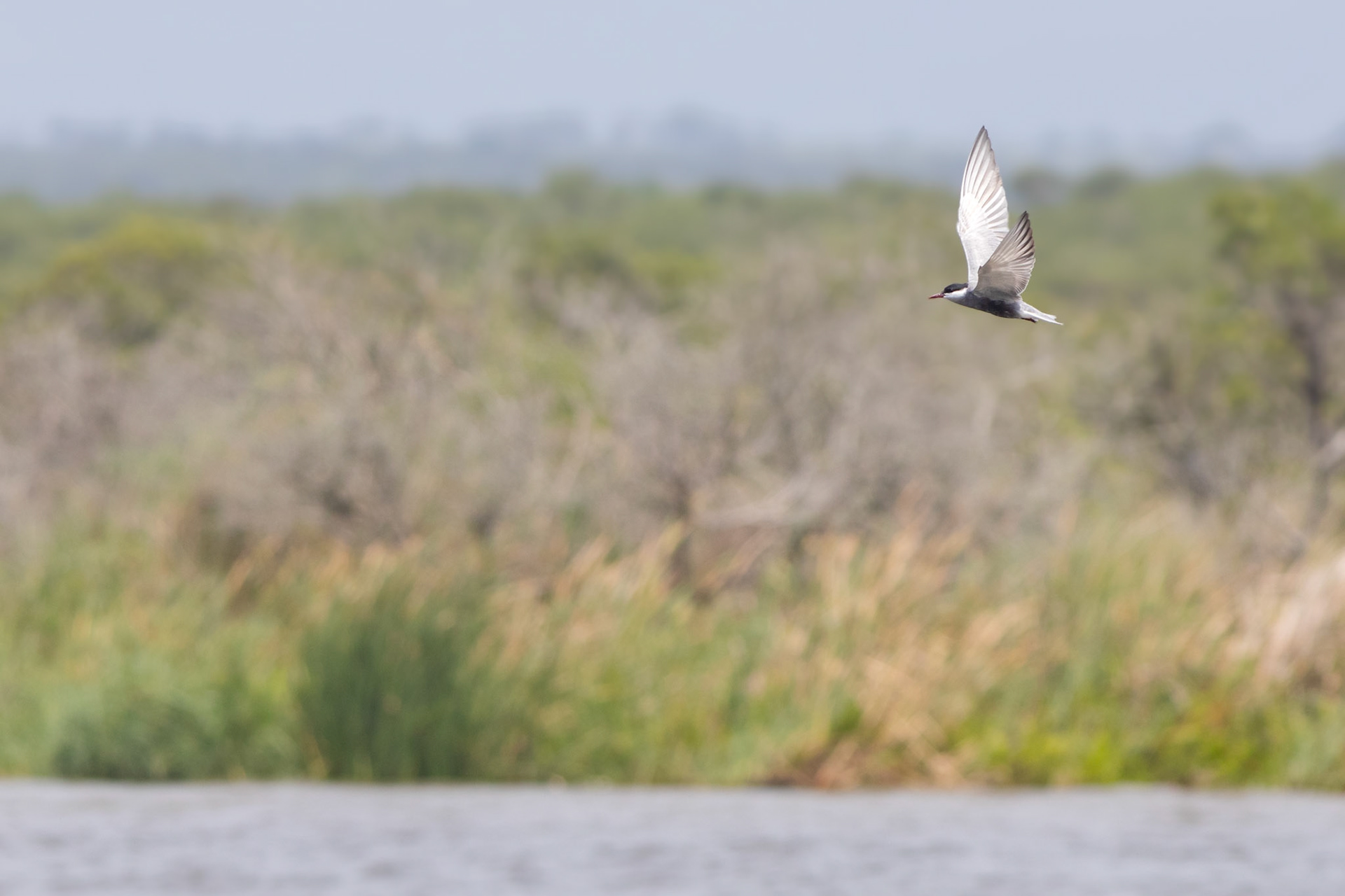 Whiskered Tern (Mkuze Game Reserve, Kwa-Zulu Natal)