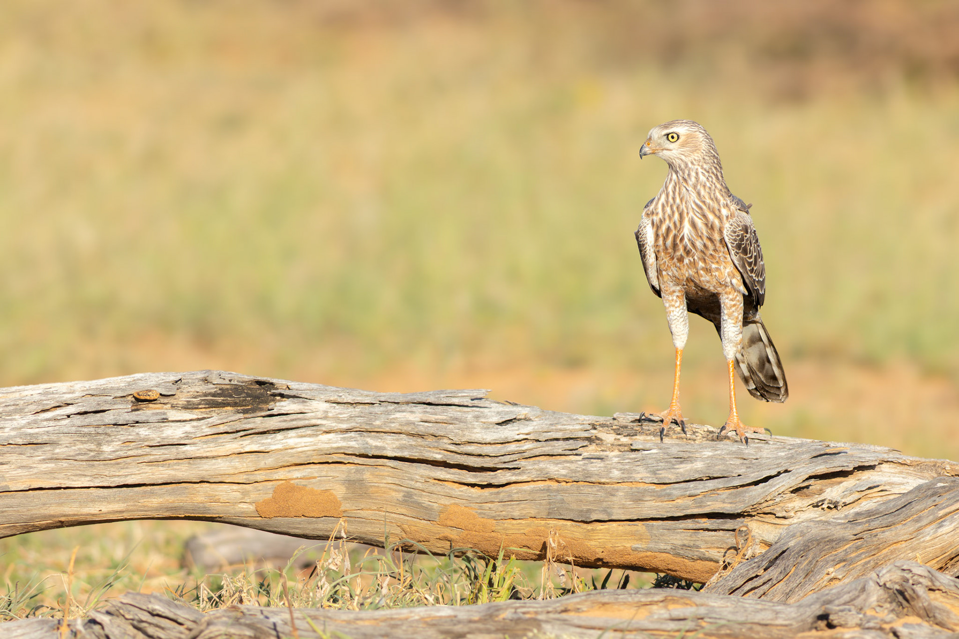 Pale-chanting Goshawk (Lalibela Kalahari Reserve, North West)
