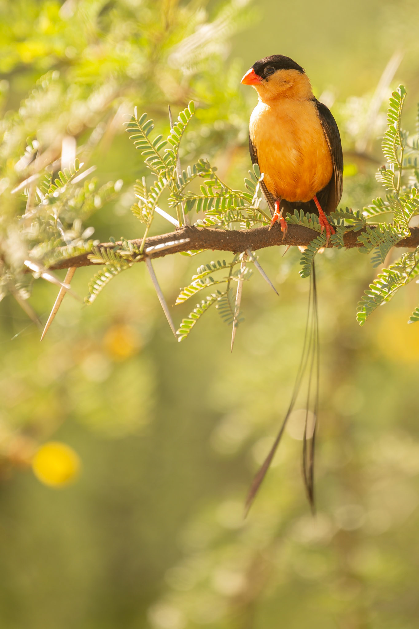 Shaft-tailed Whydah (Pilanesberg National Park)