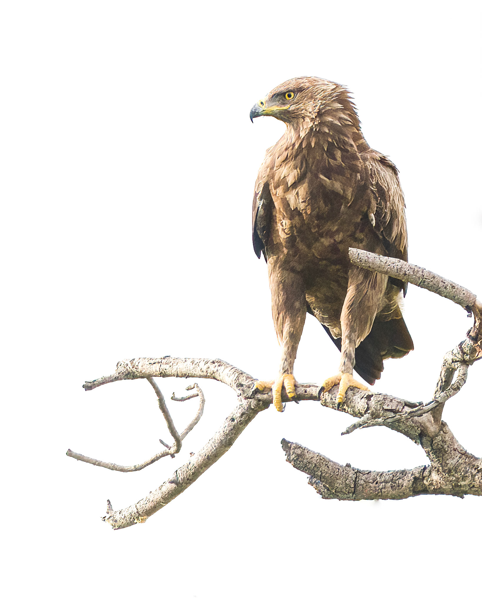 Lesser Spotted Eagle (Timbavati Private Game Reserve, Greater Kruger)