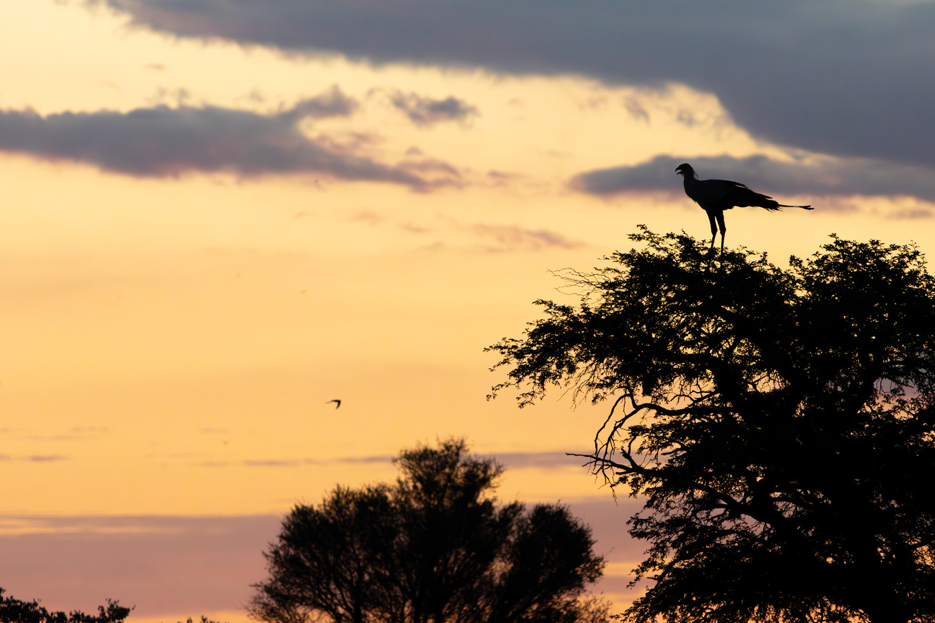 Secretarybird (Lalibela Kalahari Reserve, North West)