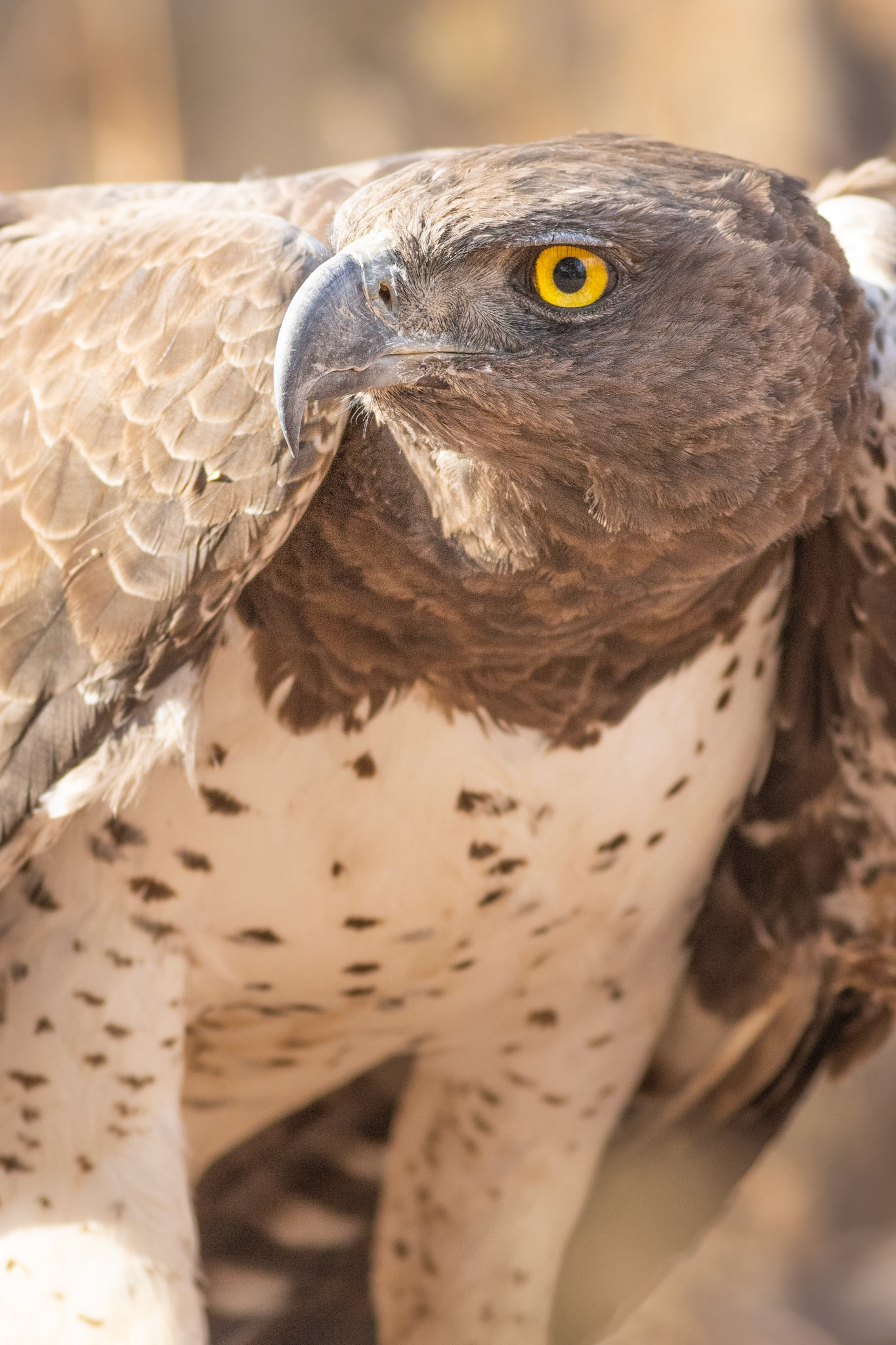 Martial Eagle (Tumbeta Private Game Reserve, Limpopo)