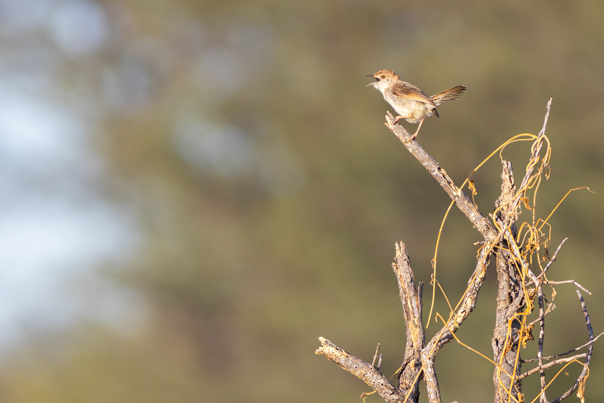 Rattling Cisticola (Lalibela Kalahari Reserve, North West)