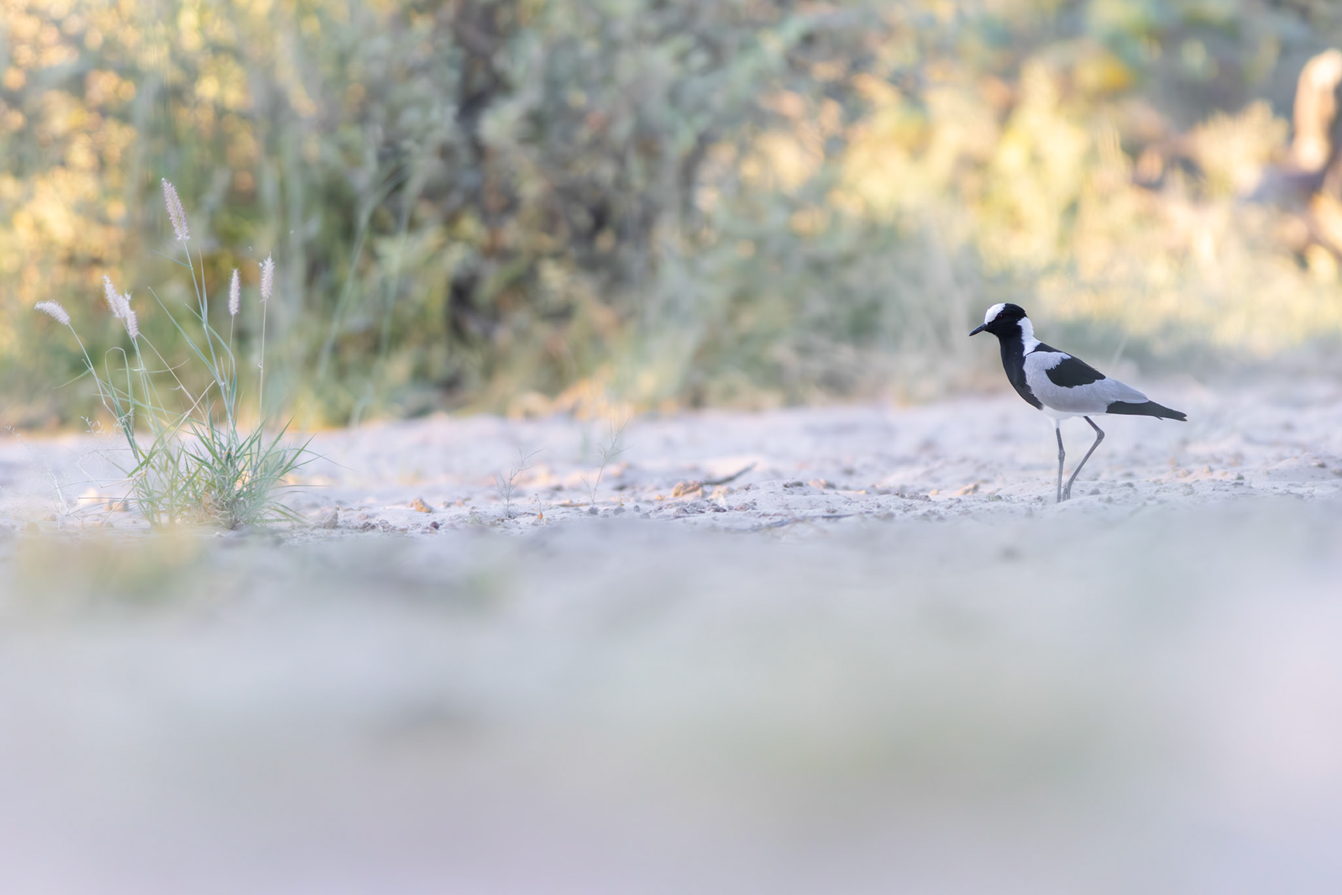 Blacksmith Lapwing (Lalibela Kalahari Reserve, North West)