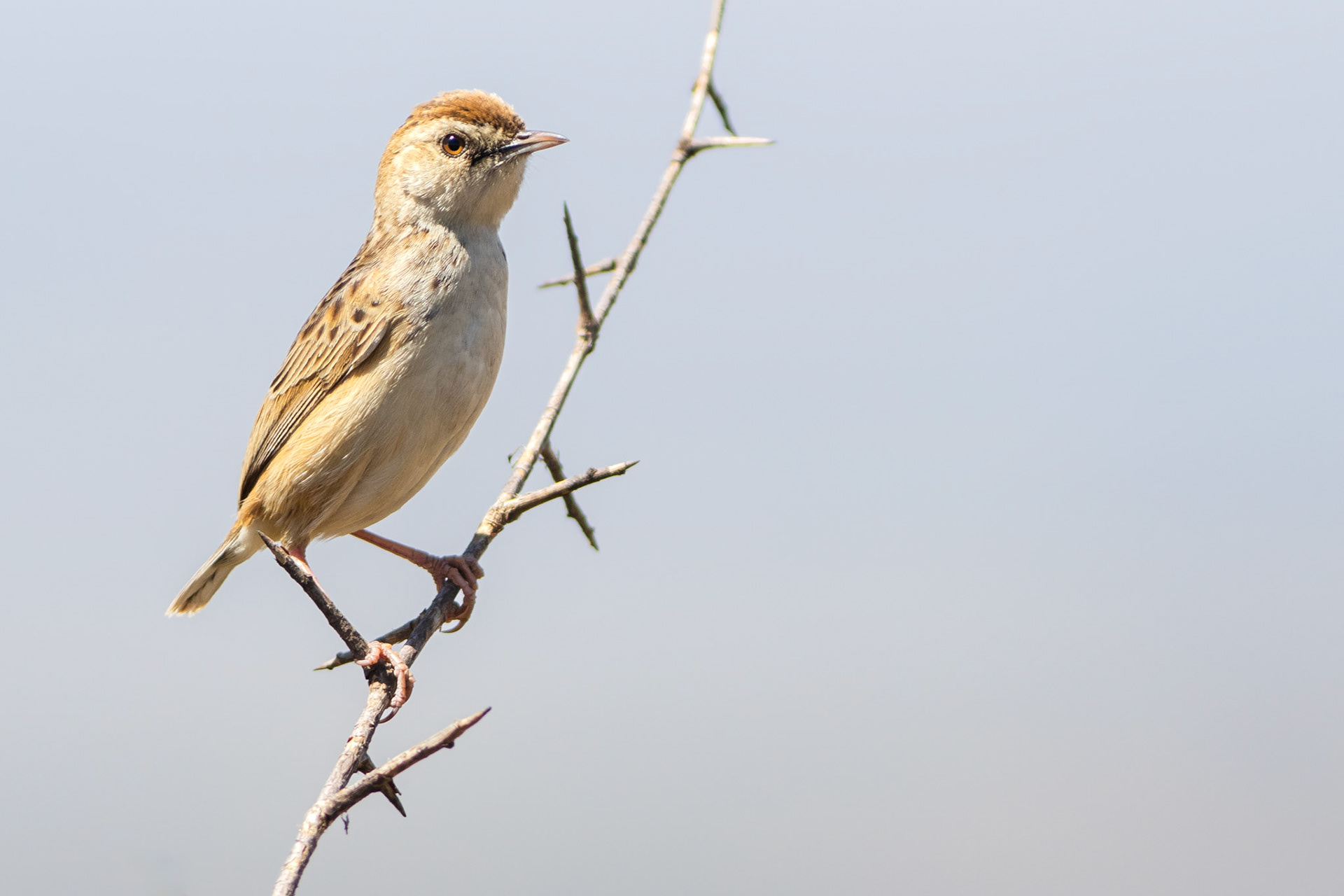 Wing-snapping Cisticola (Verena, Mpumalanga)
