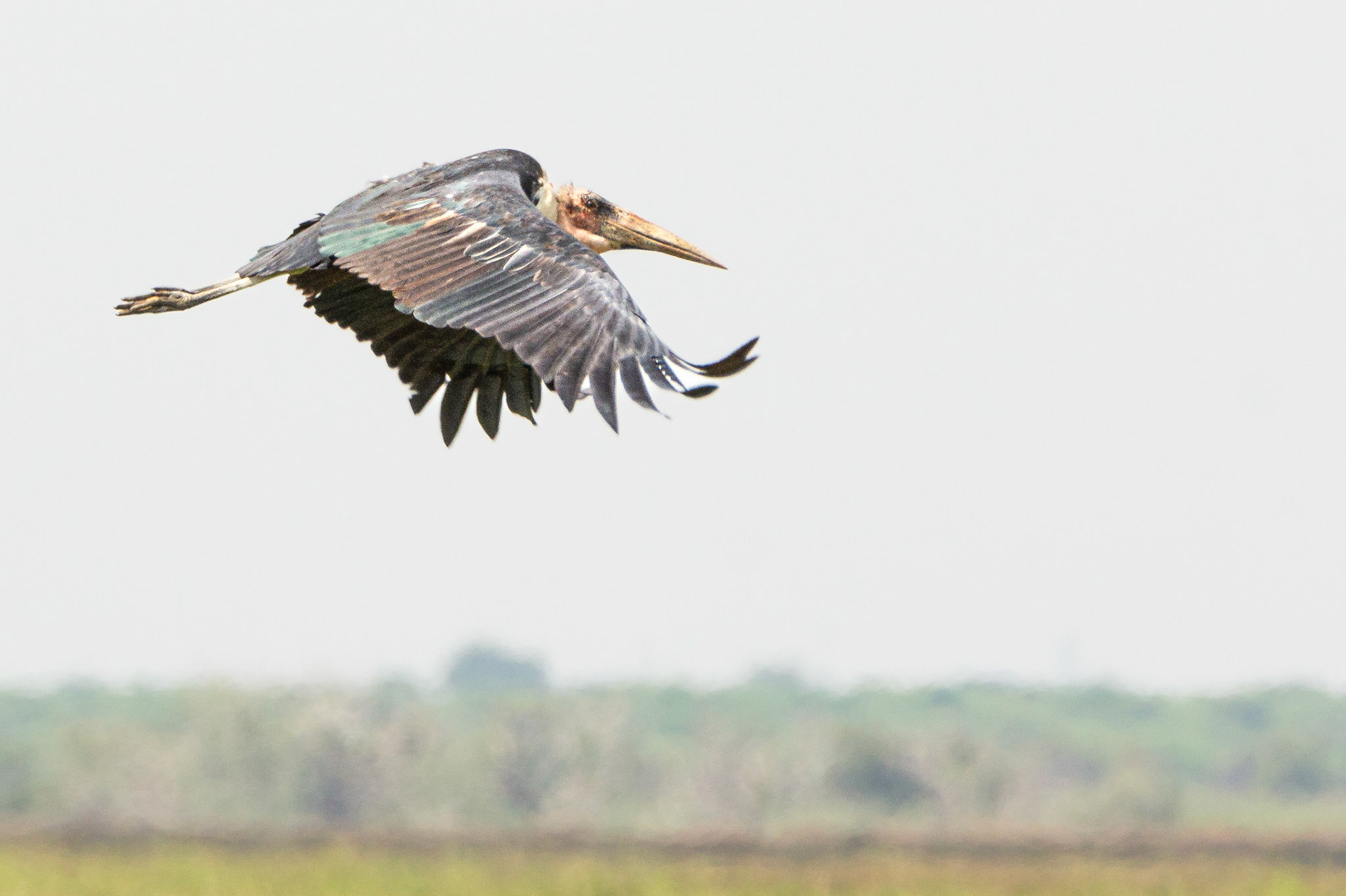 Marabou Stork (Kgomo-Kgomo floodplain, North-West)