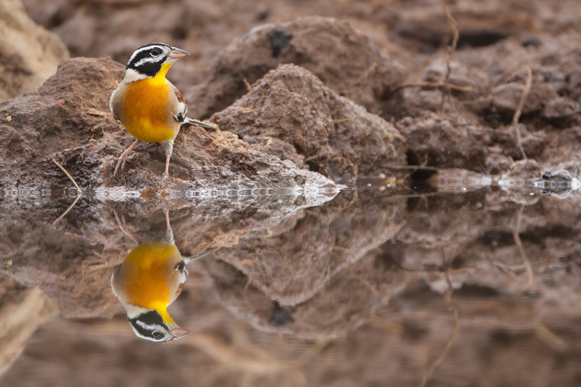 Golden Breasted Bunting (Antares Bush Camp, Greater Kruger)