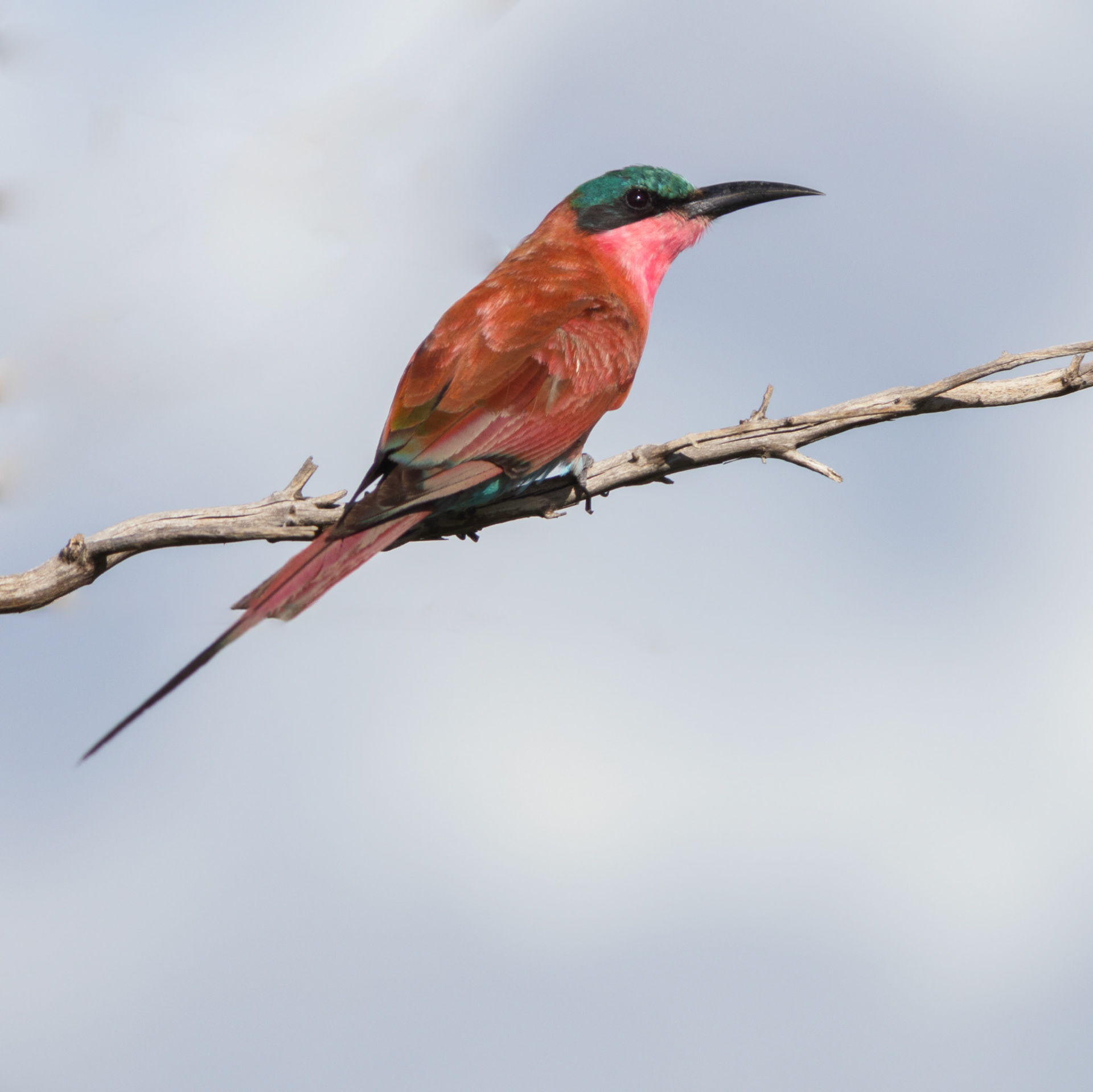 Southern Carmine Bee-eater (Kruger National Park)