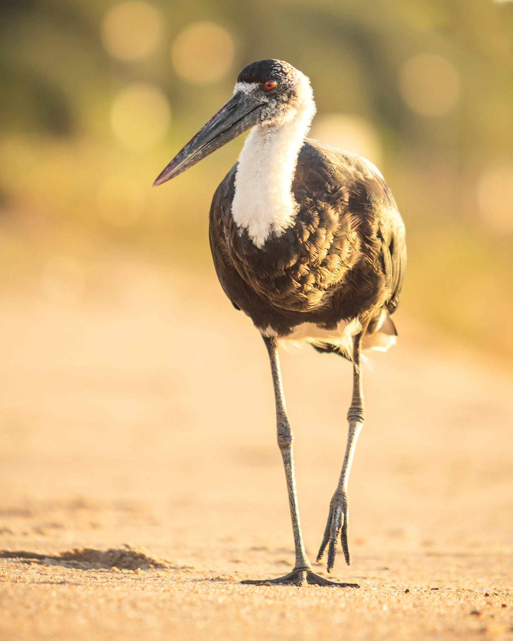 Woolly-necked Stork (Umhlanga, Kwa-Zulu Natal)