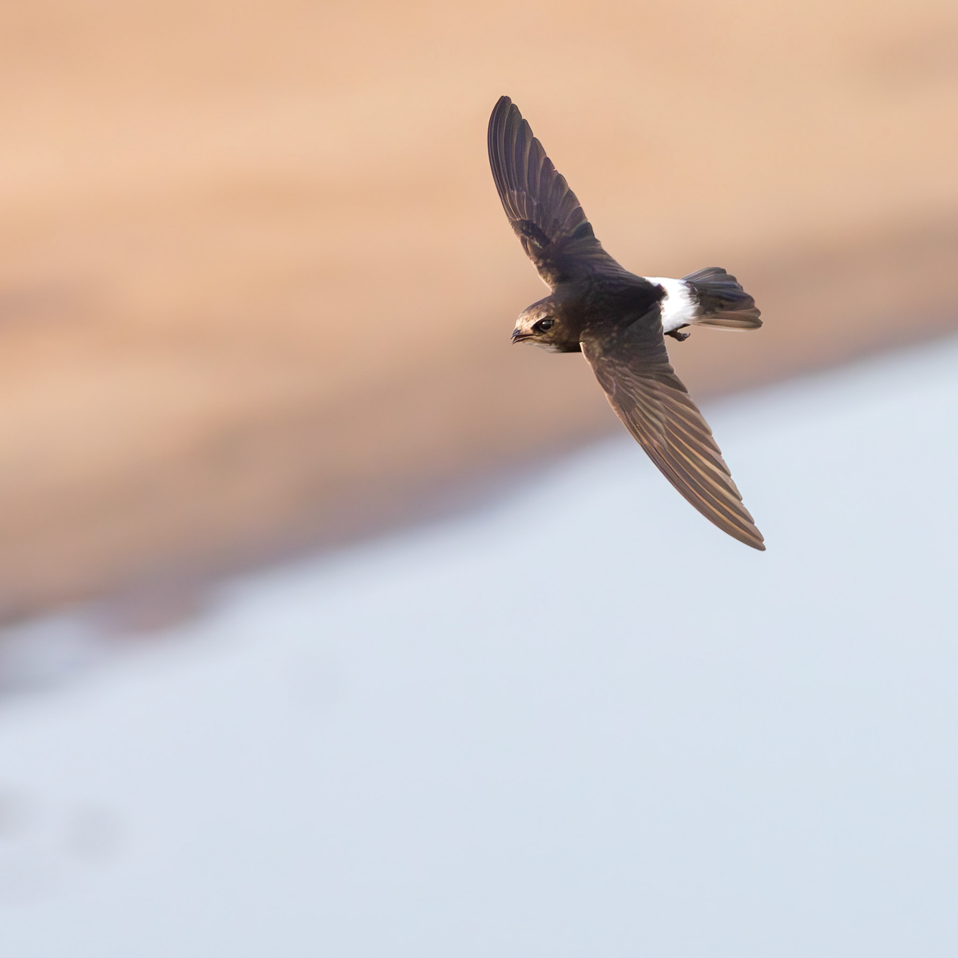 Little Swift (Kruger National Park)