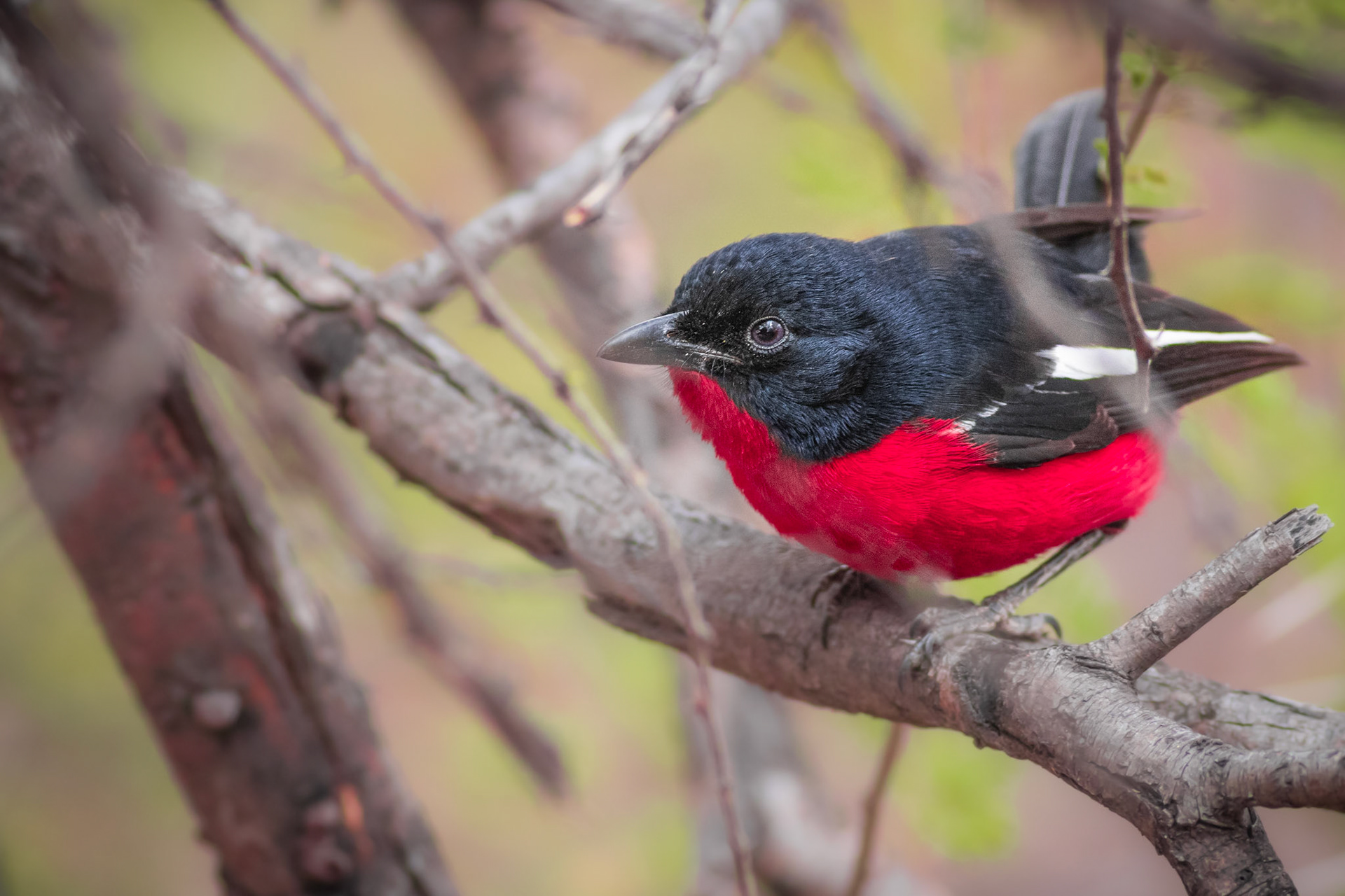 Crimson-breasted Shrike (Tumbeta Private Game Reserve, Limpopo)