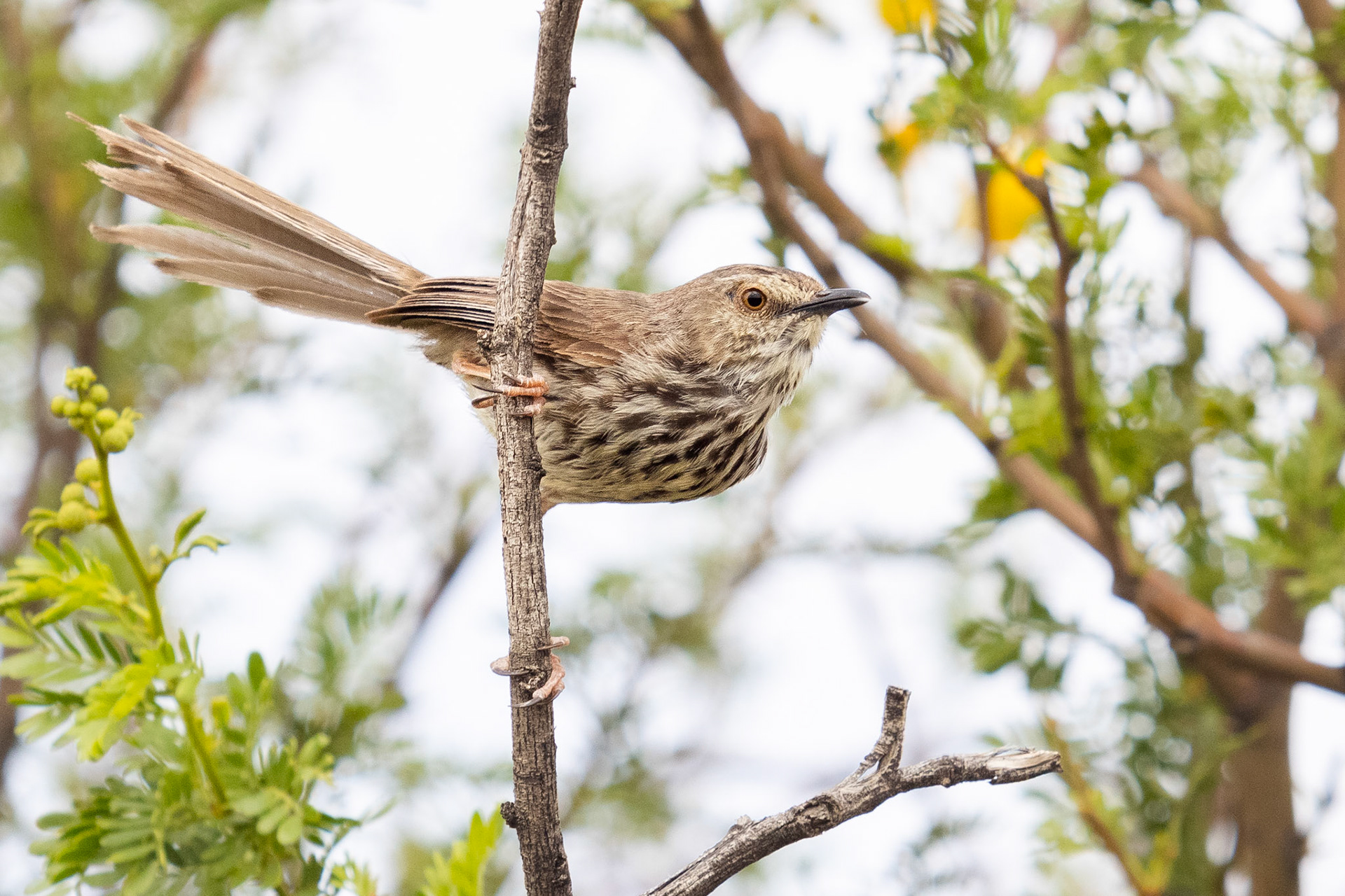 Karoo Prinia (Laingsburg, Western Cape)