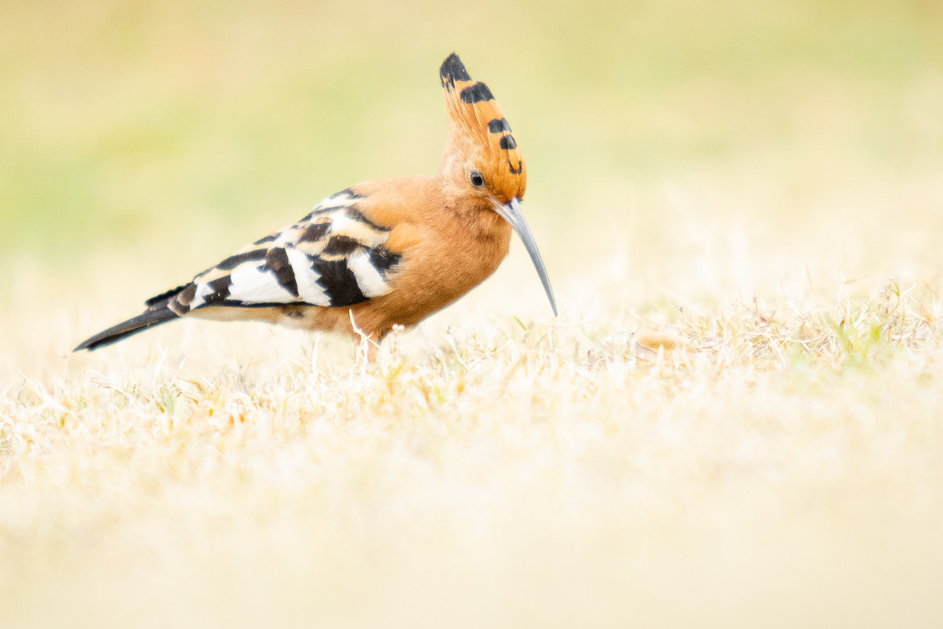 African Hoopoe (Johannesburg, Gauteng)