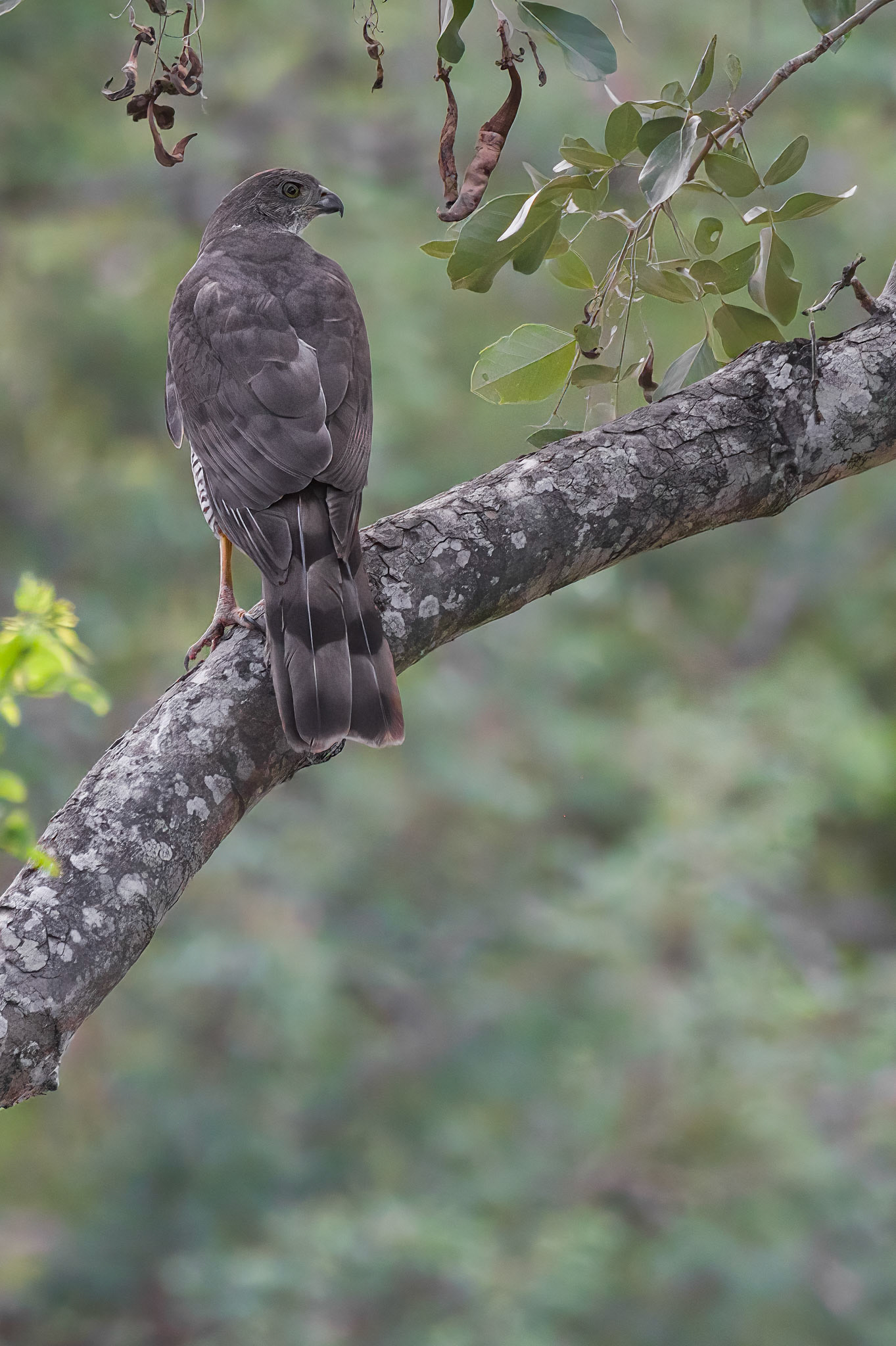 African Goshawk (Kruger National Park)