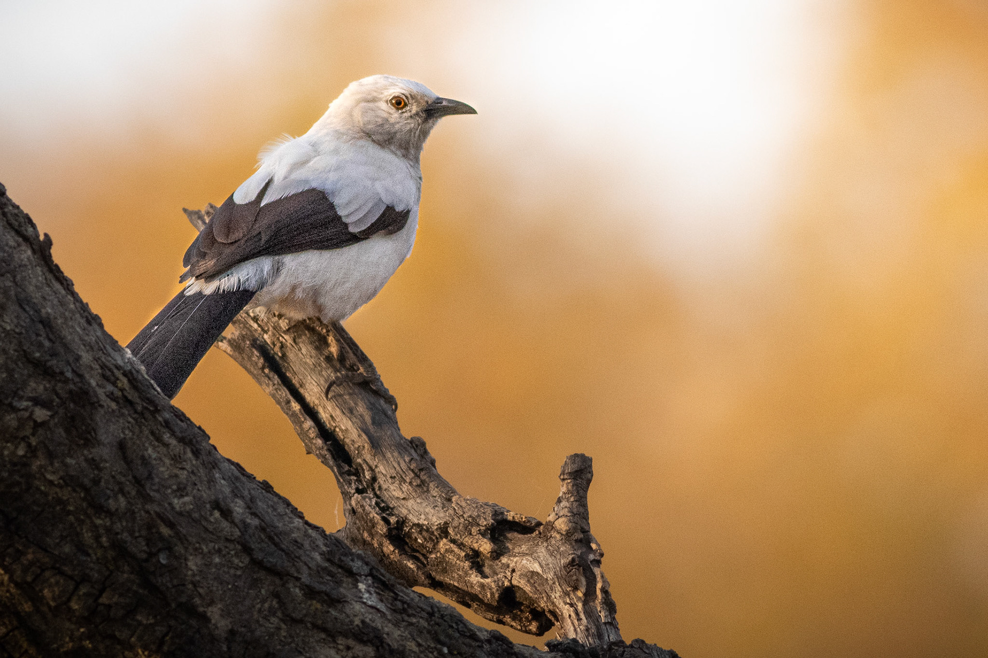 Southern Pied Babbler (Tumbeta Private Game Reserve, Limpopo)