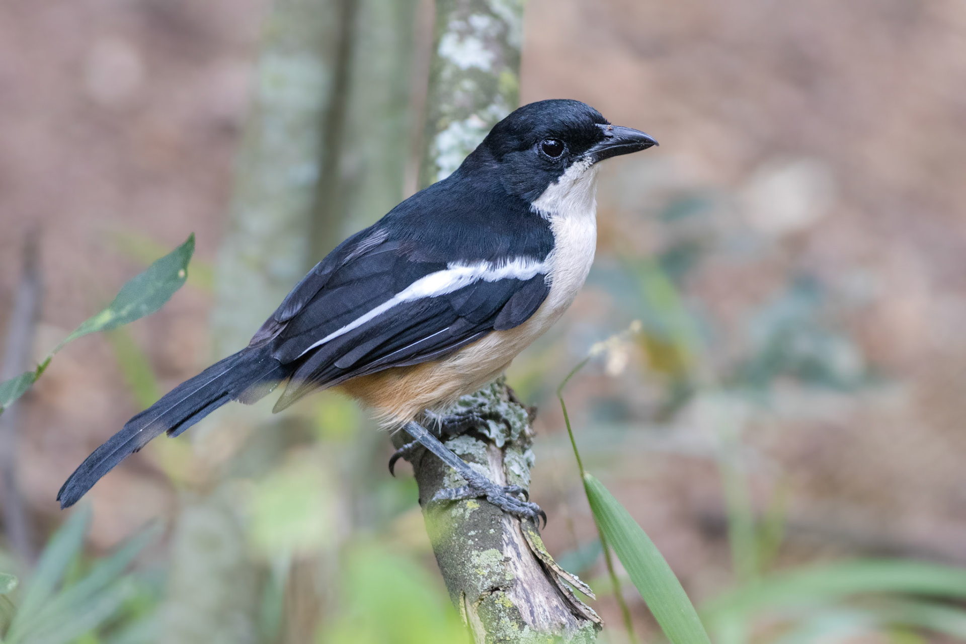 Southern Boubou (Walter Sisulu Botanical Gardens)