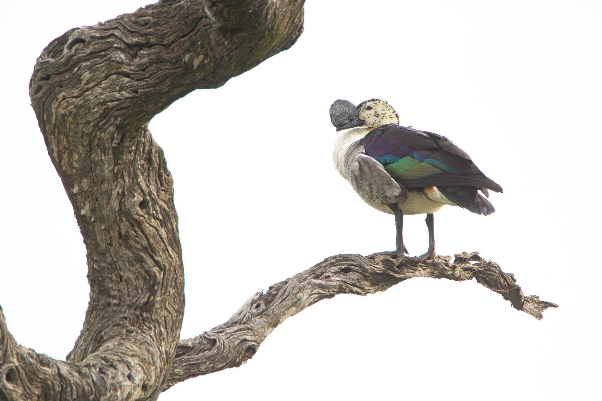 Knob-billed Duck (Timbavati Game Reserve, Greater Kruger)