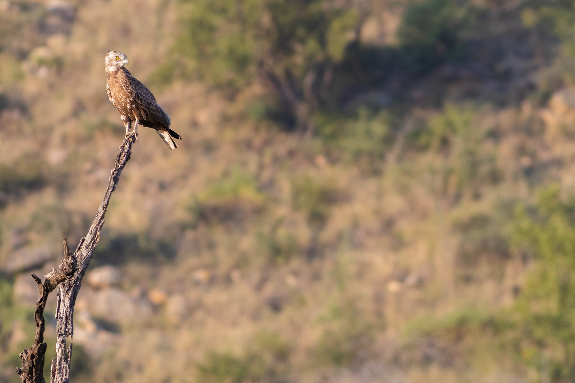Brown Snake Eagle (Berg-en-dal, Kruger National Park)